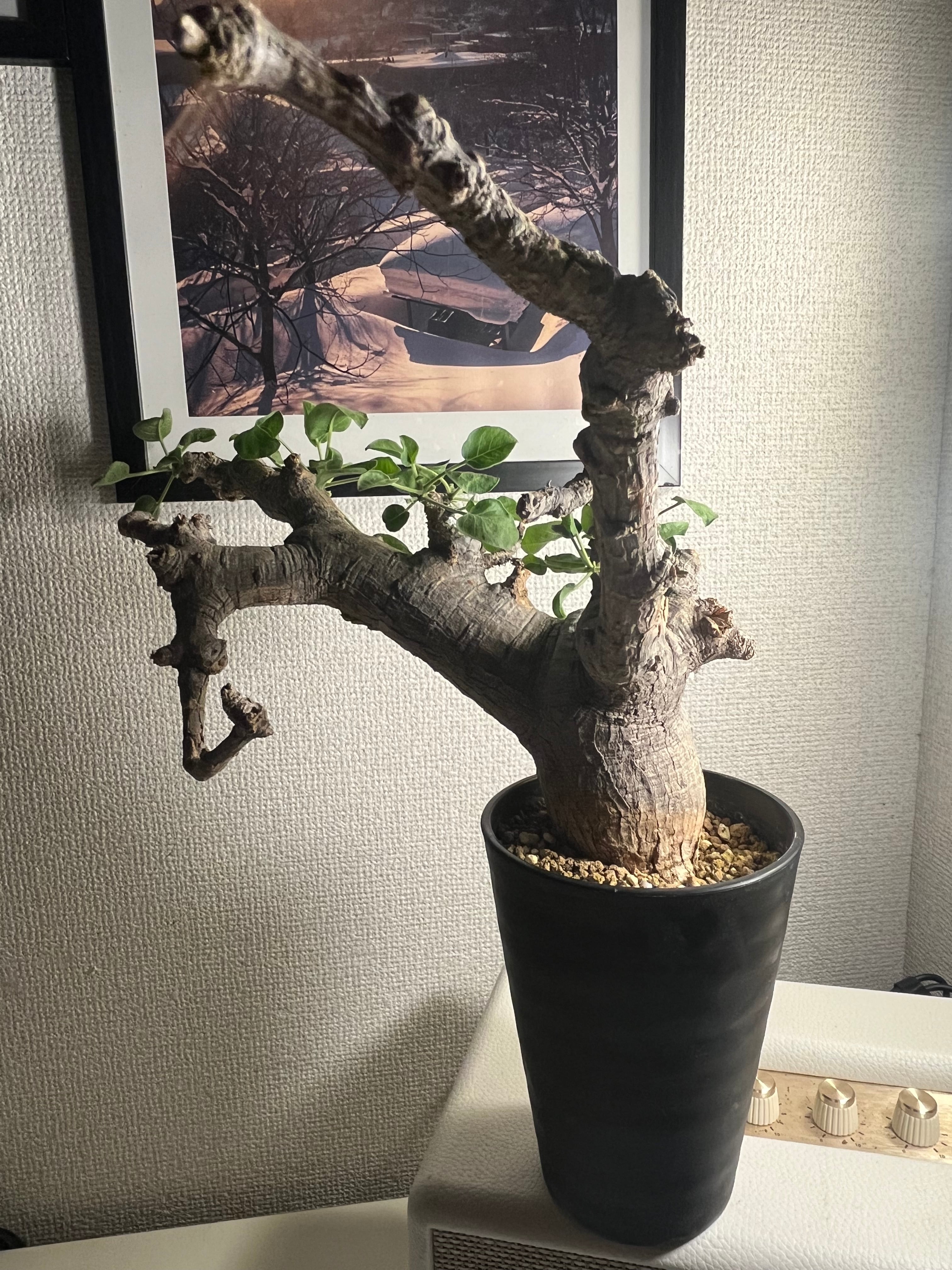 幻ノ灌木】コミフォラ ドレイクブロックマニー 塊根植物 灌木植物