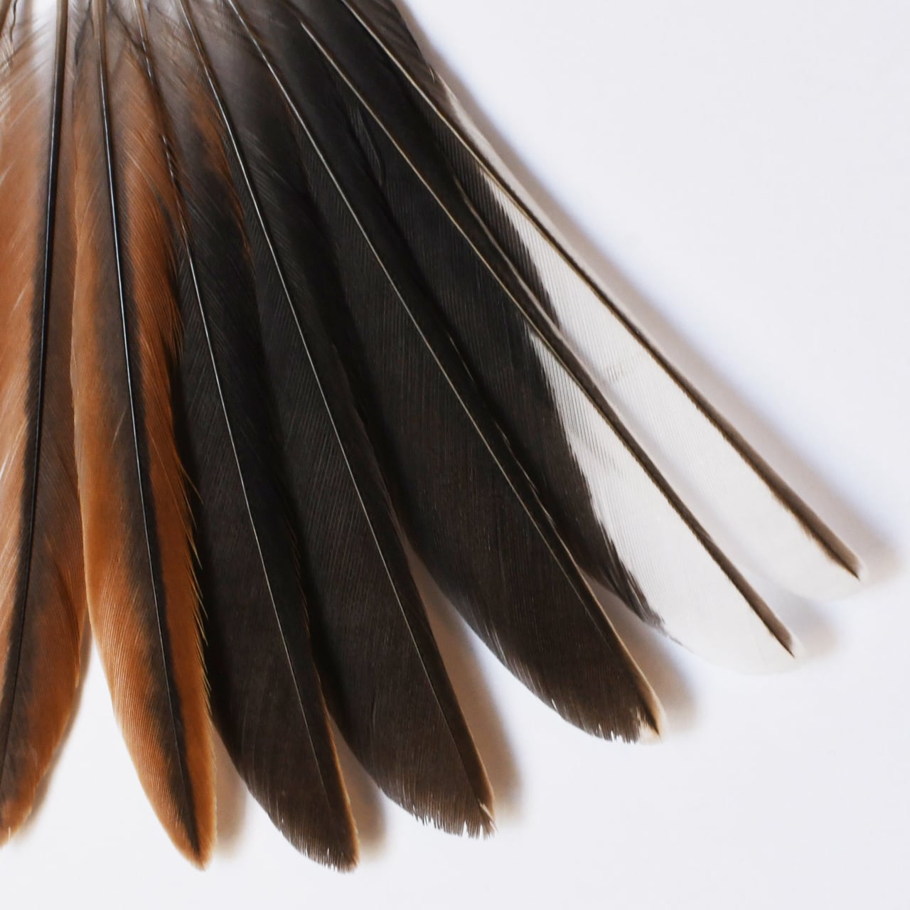 d07e083f59a7df26dd4e50b24b5b52