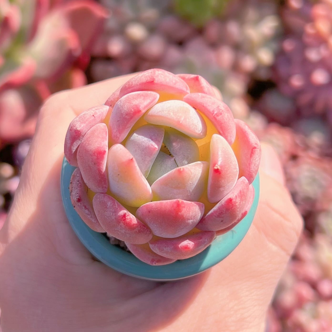 多肉植物　新品種　和田玉　新入荷　るる農園