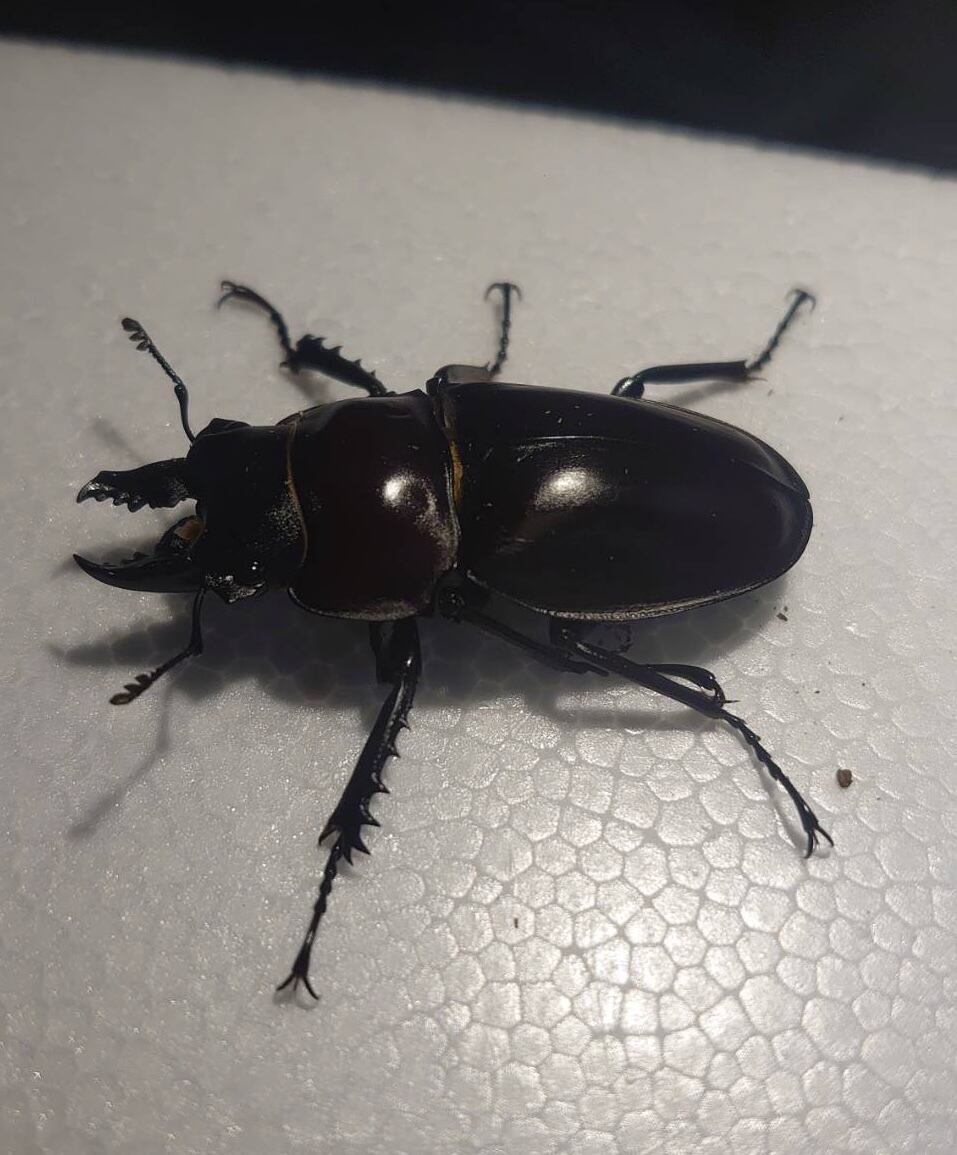 アマミマルバネクワガタ徳之島 ♂単品51mm(送料無料) | Beetle Shop Hachi