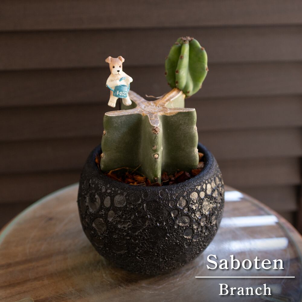 mini 柱サボテン ブランチ 鬼面角 4号 陶器鉢 Branch サボテン 観葉植物 0731BK