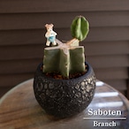 mini 柱サボテン ブランチ 鬼面角 4号 陶器鉢 Branch サボテン 観葉植物 0731BK