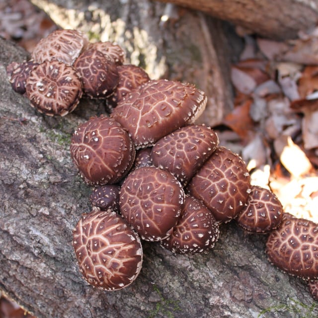 【ヤマザキ椎茸園】原木乾しいたけ　香信(70g)