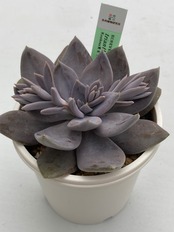 【現物商品】ECHEVERIA trianthina Rio Toliman 原種 実生苗 2.5号サイズ