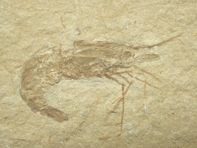 エビの化石【Carpopenaeus callirostris】【77 g】レバノン共和国産/魚/恐竜/カニ/蝦/海老