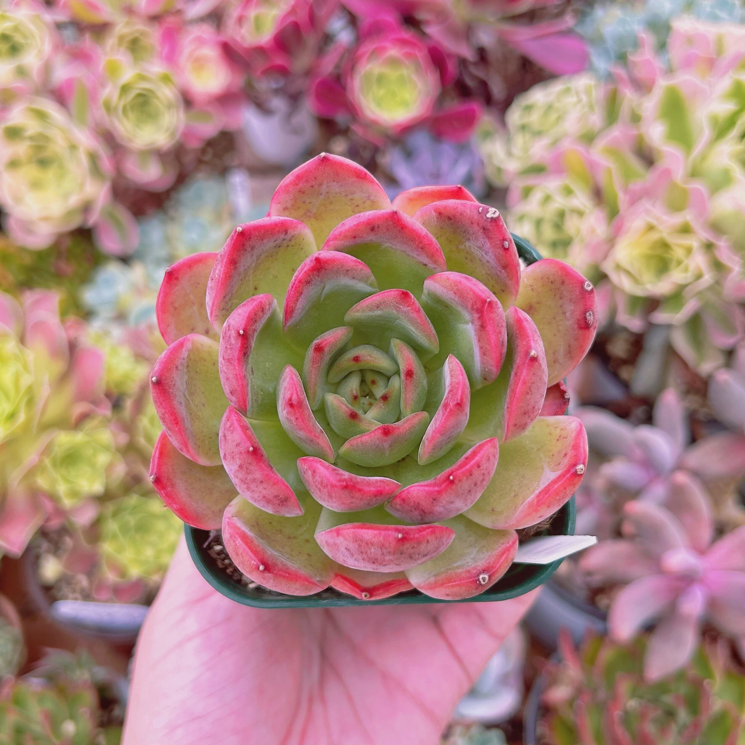 #535現物　多肉植物　グランピンク　特大　抜き苗