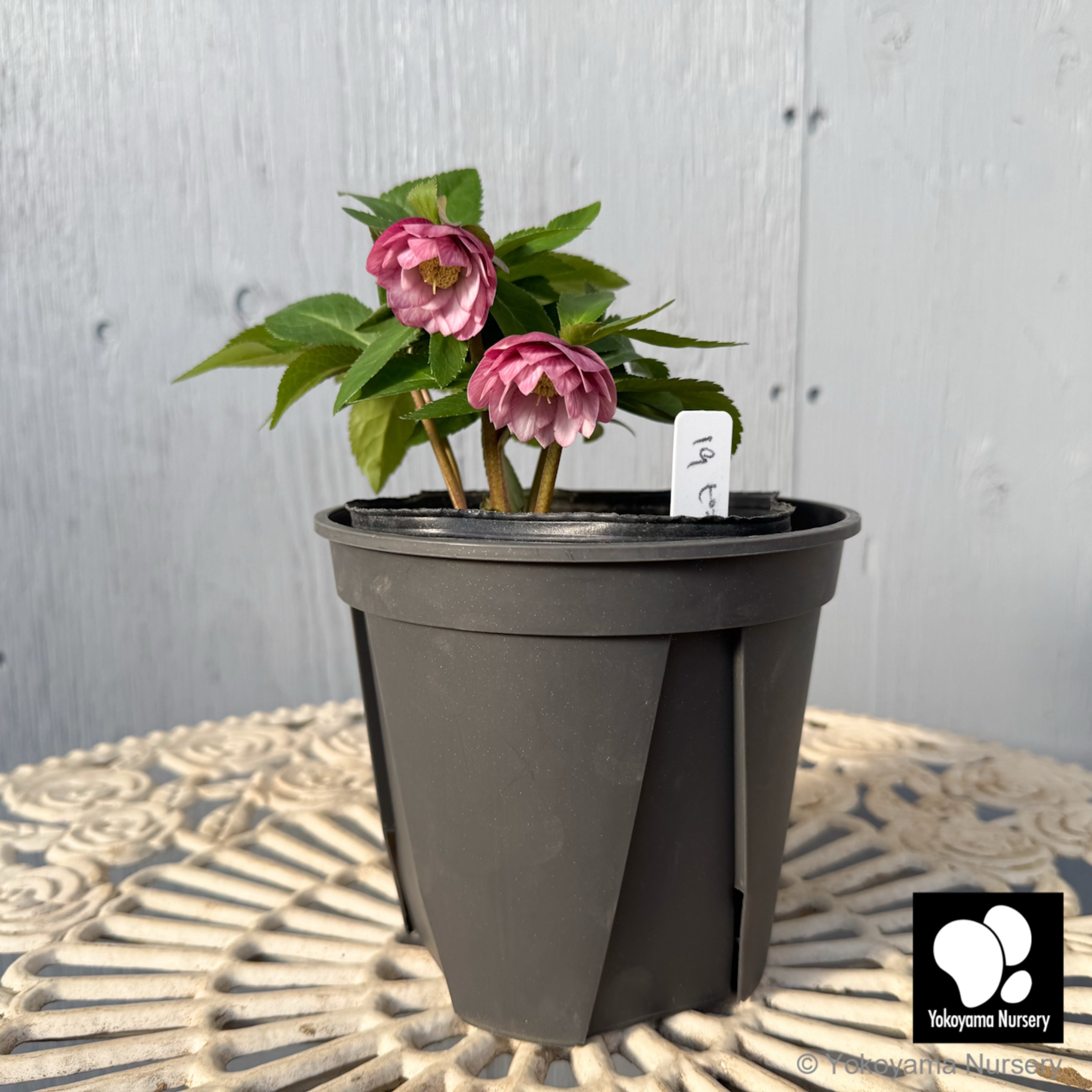 ローズ様の専用 抽選販売】［15］ クリスマスローズ プチドール ピンク 4.5号 | 横山