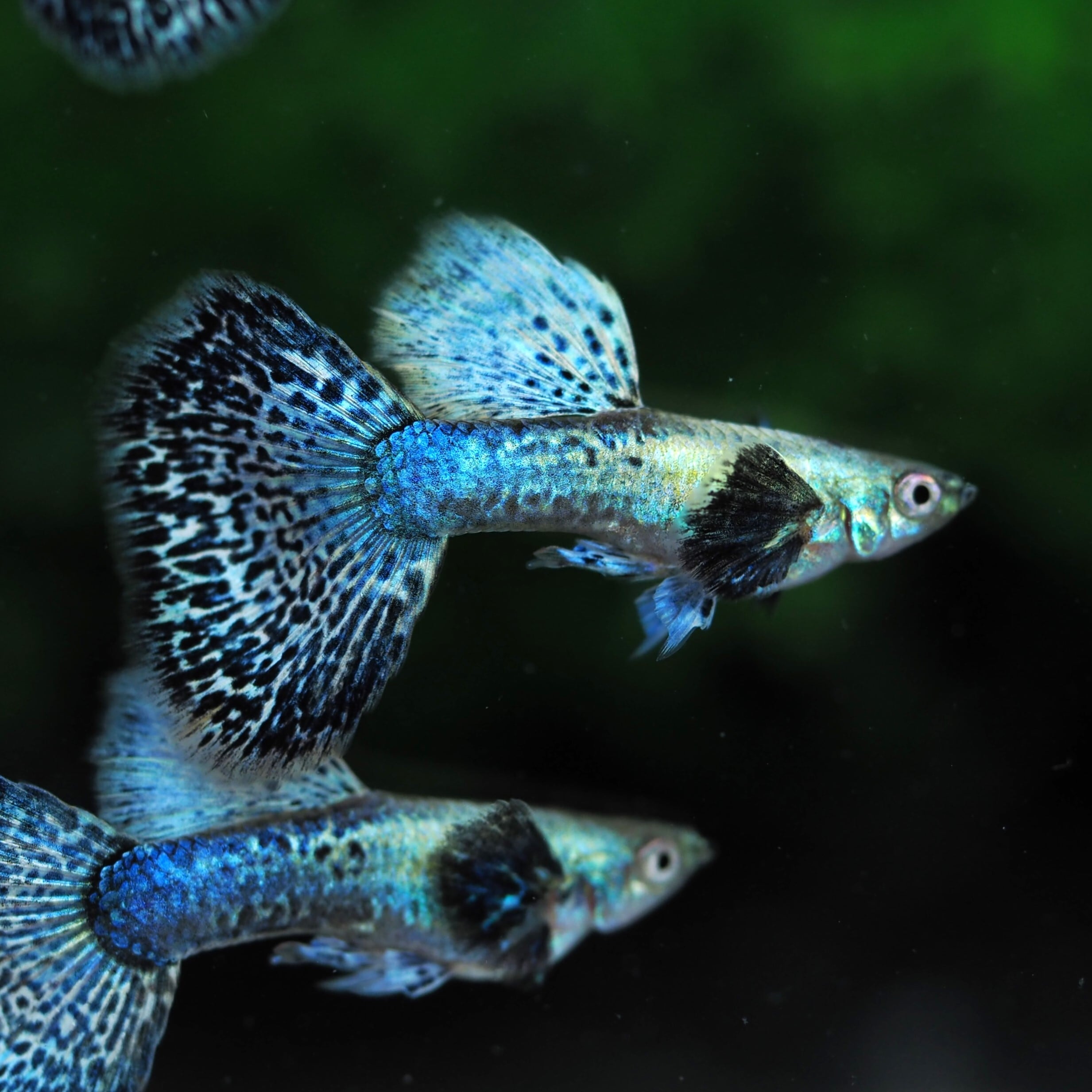 伊豆グッピーファーム