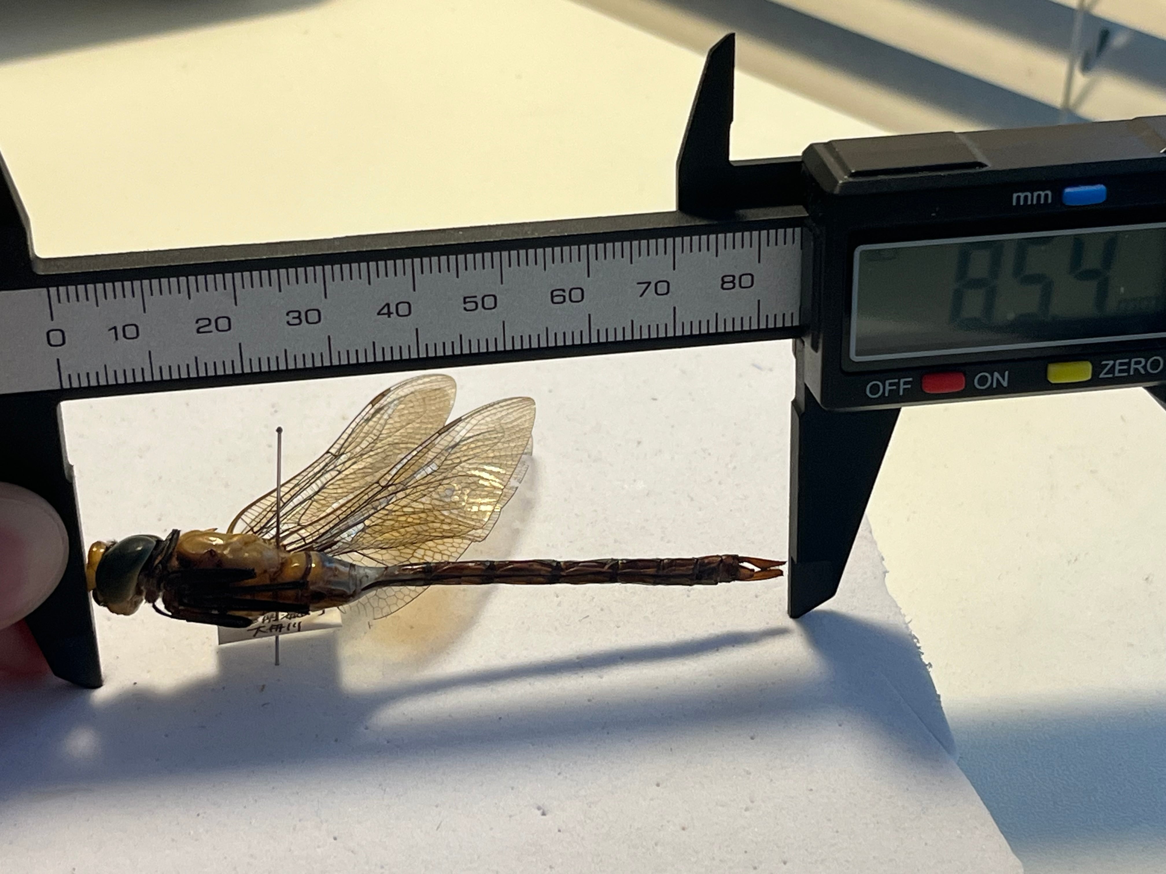 色残抜群】オオギンヤンマ 標本オニヤンマ トンボ 虫除け ストラップ