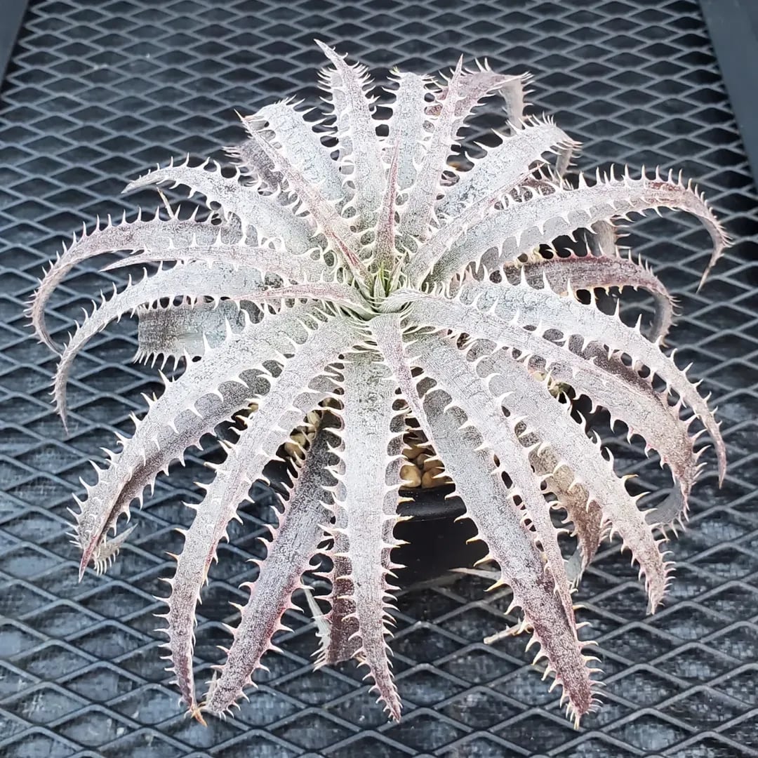Adenium swazicum アデニウム スワジクム | Pay ID