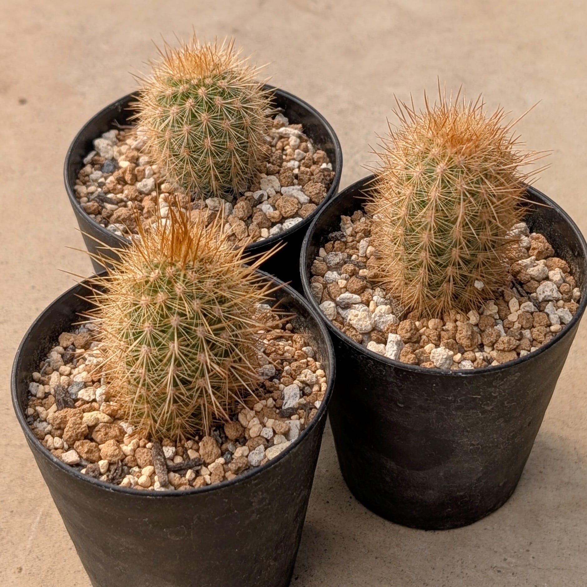 植物苗(抜き苗発送)/1株】Haageocereus pseudomelanostele subsp