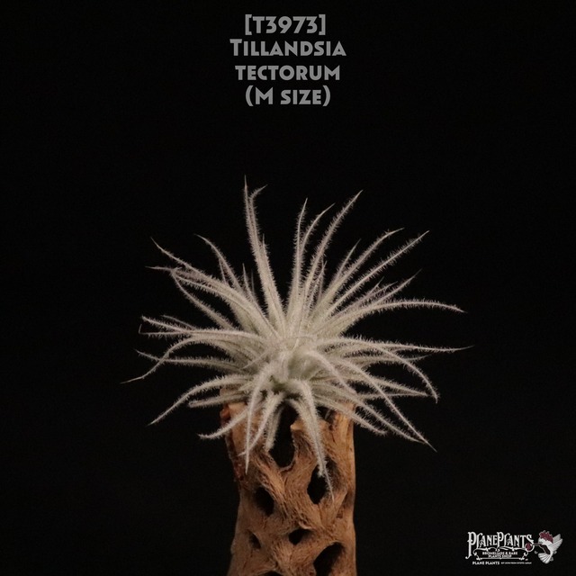 【送料無料】fasciculata var. densispica〔エアプランツ〕現品発送T3791