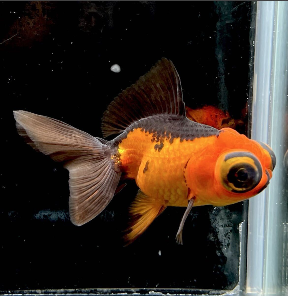 中国便 赤黒 竜眼 オランダ トリカラー系 現物個体 美柄 約10cm No4