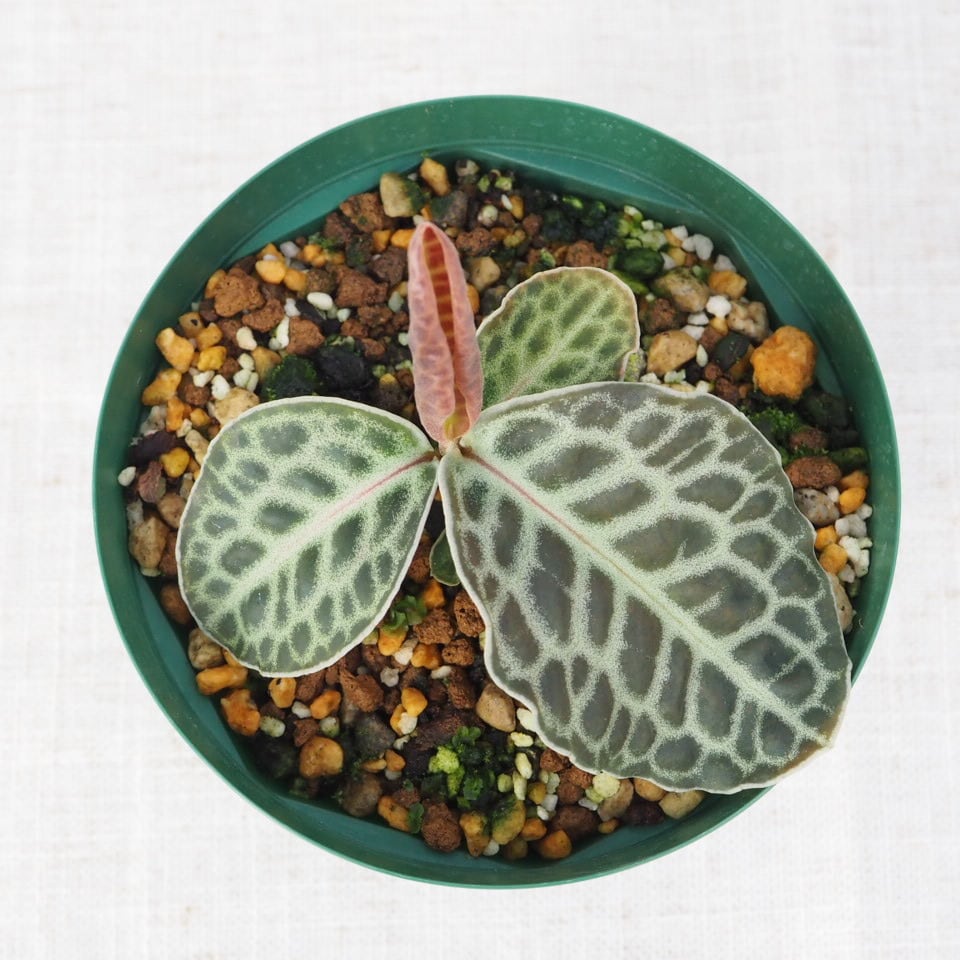 ラビシアsp. 'Turtle Back' (Labisia sp. 'Turtle Back') | planter's