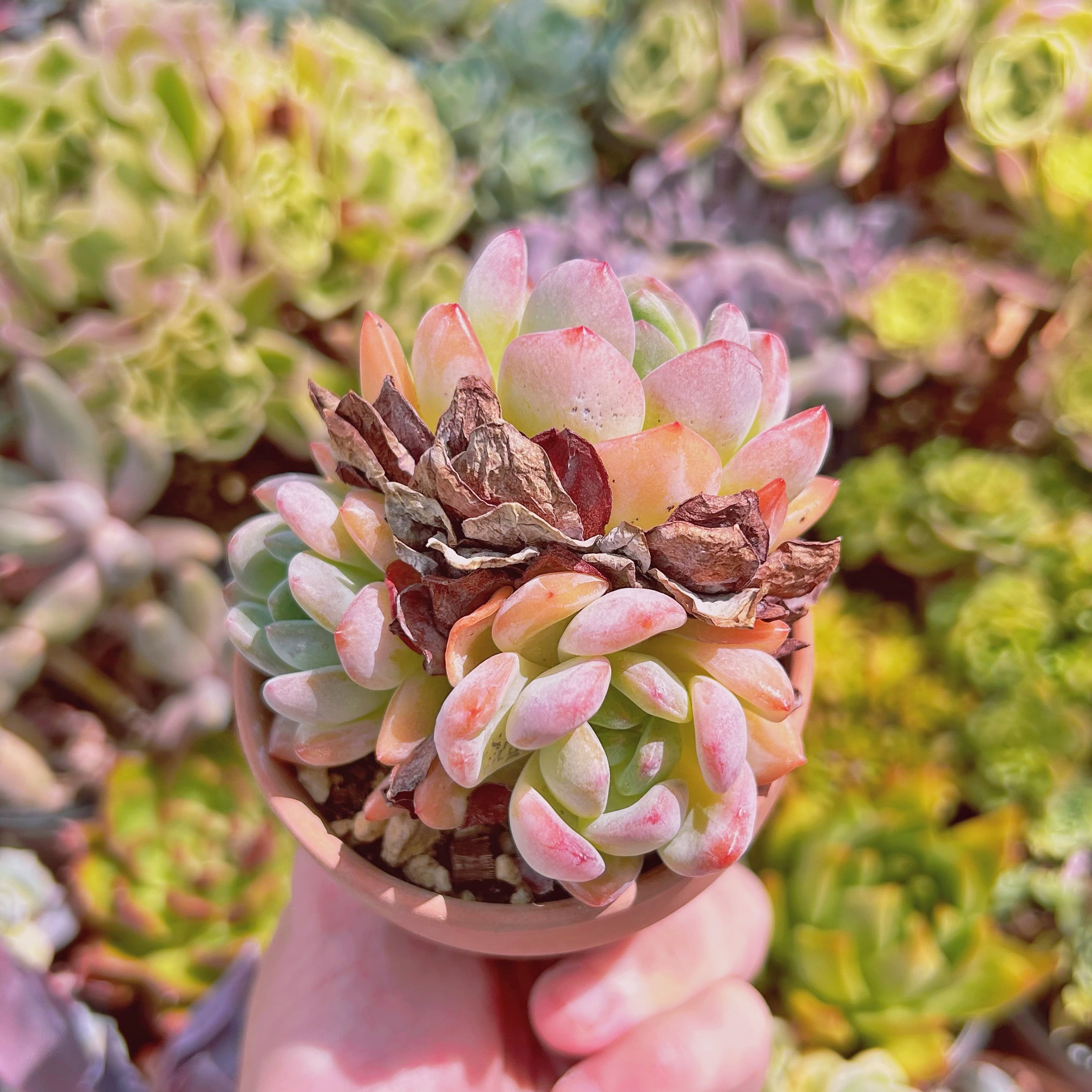 現物　多肉植物　スターマーク　抜き苗