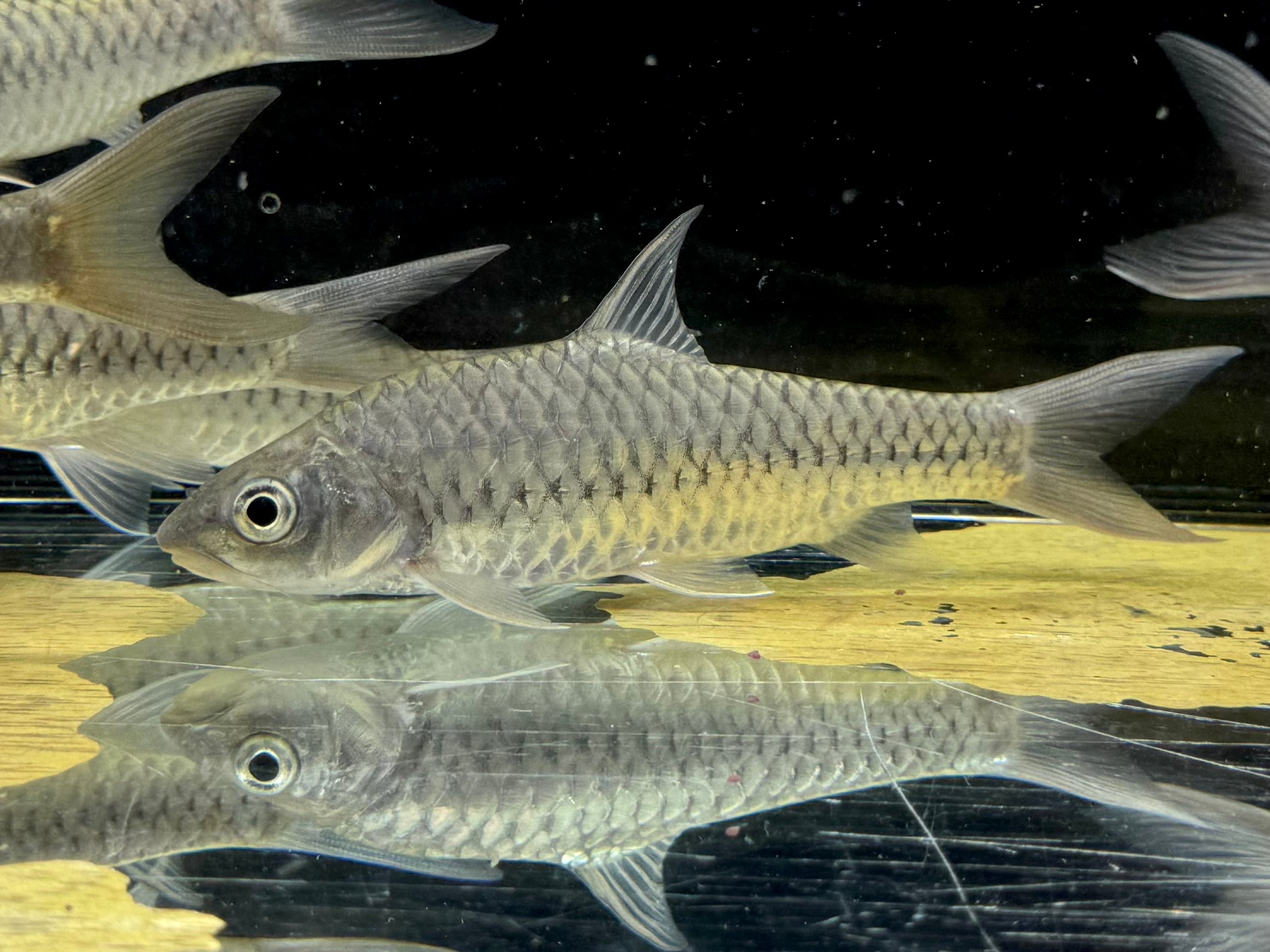 シルバーアロワナ 12cm± コロンビアワイルド | AQUASTYLEG