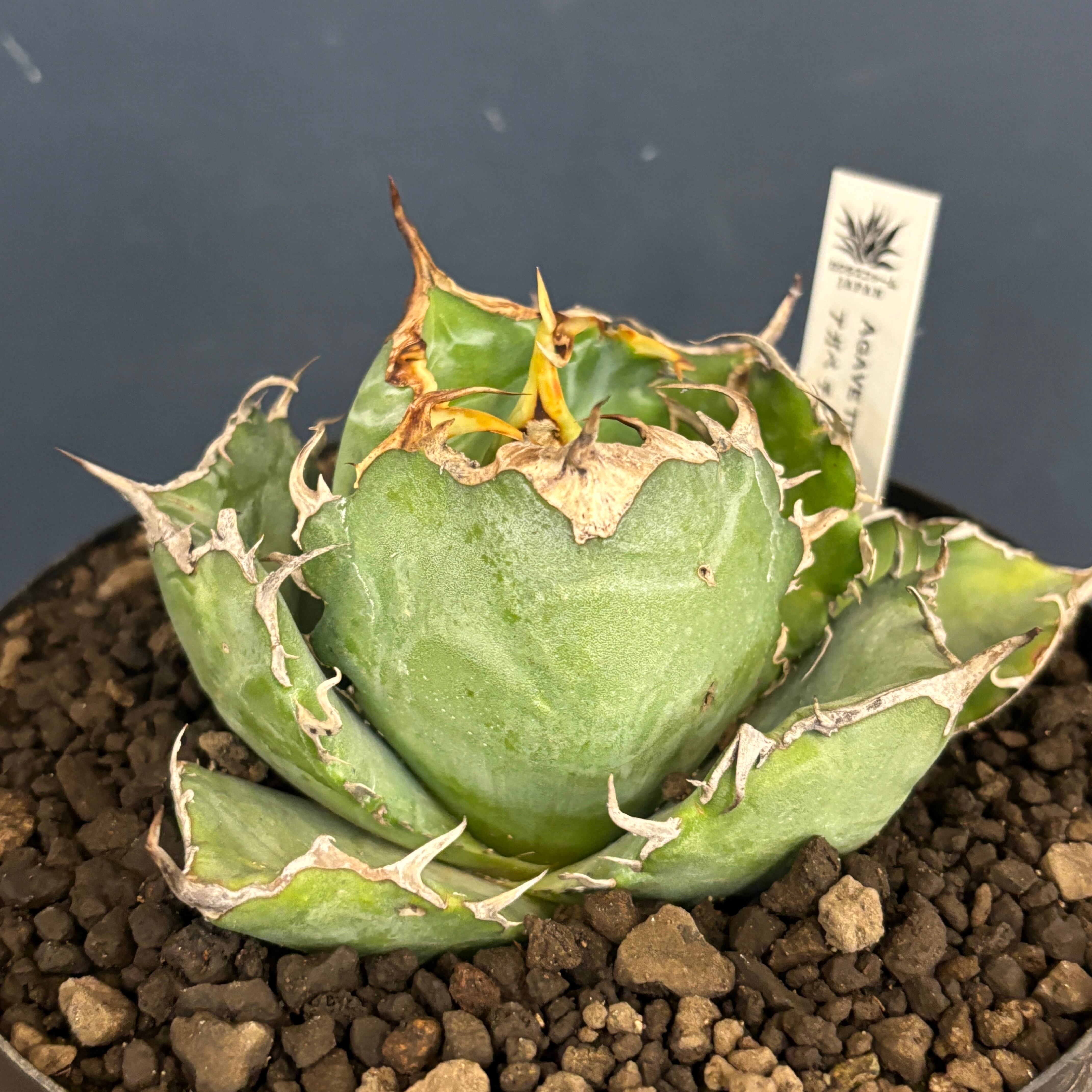 多肉植物　アガベ チタノタ 白鯨 子株 49株同梱 多肉植物 アガベ チタノタ 白鯨 子株 49株同梱 多肉植物 アガベ