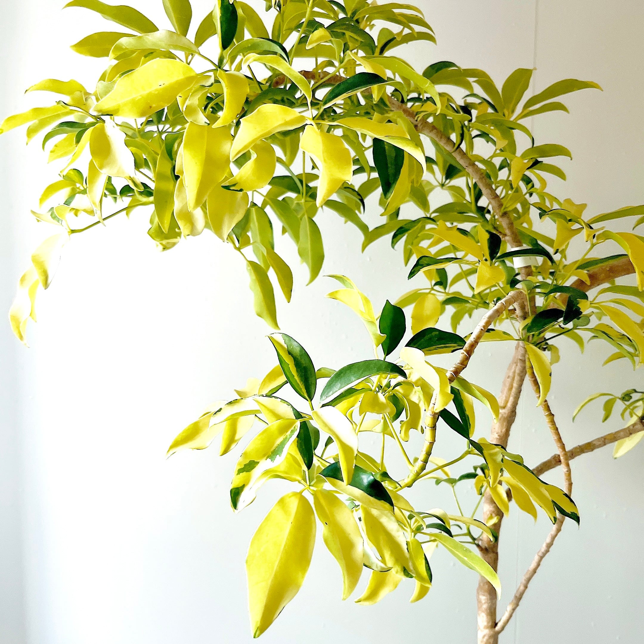 Luxury Plants】希少 シェフレラ・グランディ 斑入り 観葉植物 calm
