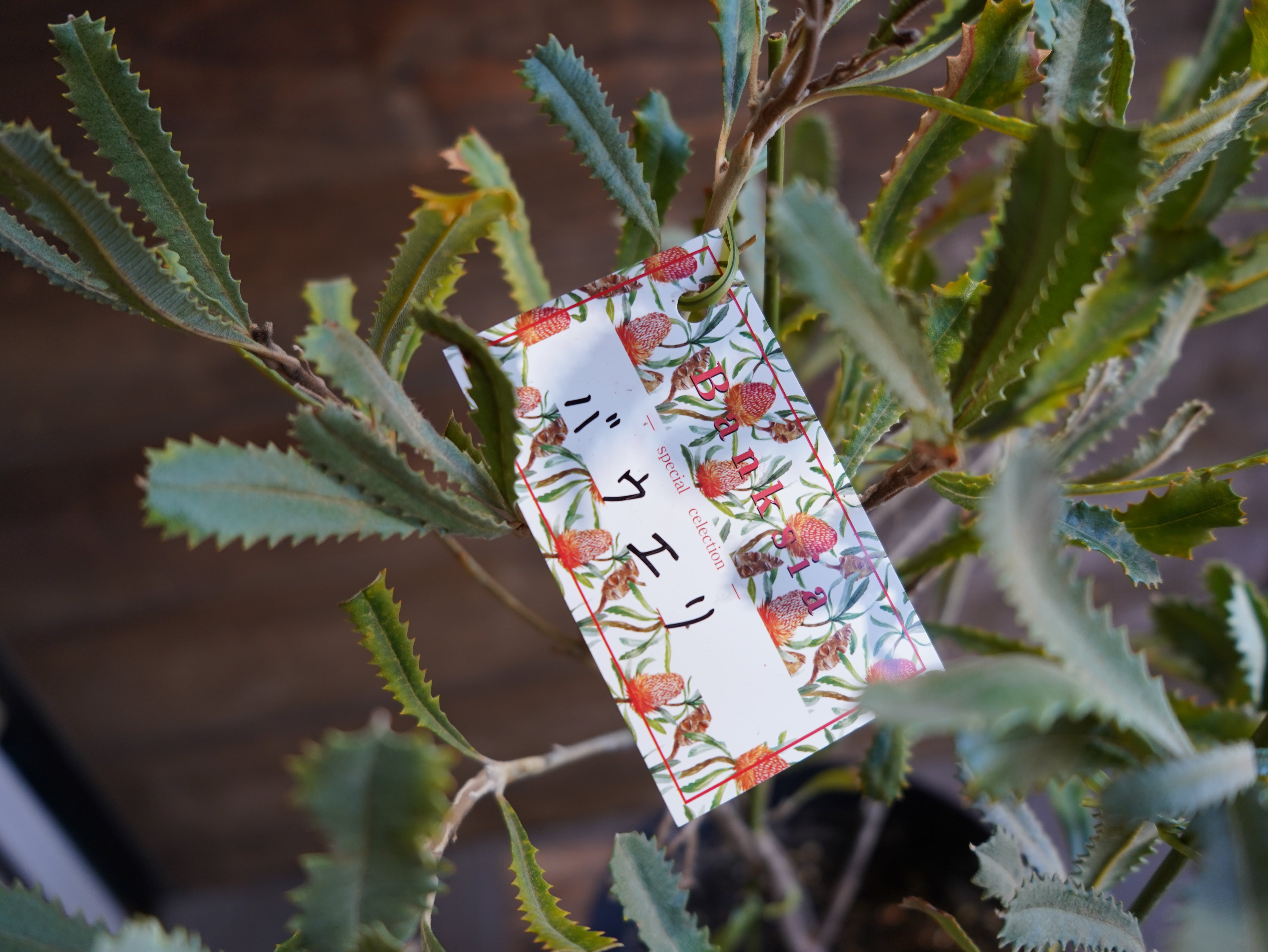 【現物】バンクシア　”バウエリ”　B