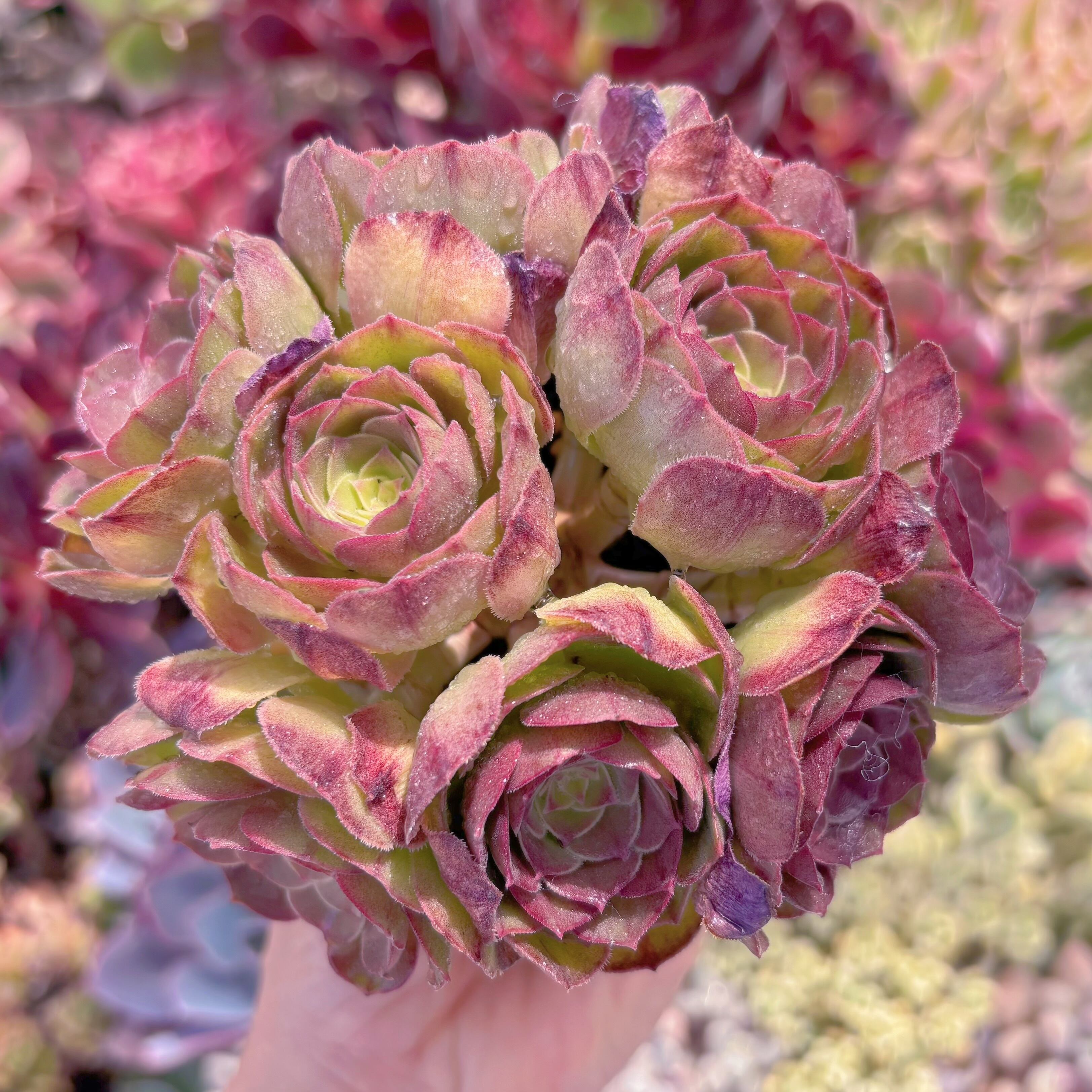 現品　ハロウィン#205　群生　新入荷　るる農園