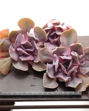 カット苗 ラブパール Echeveria 'Love Pearls'