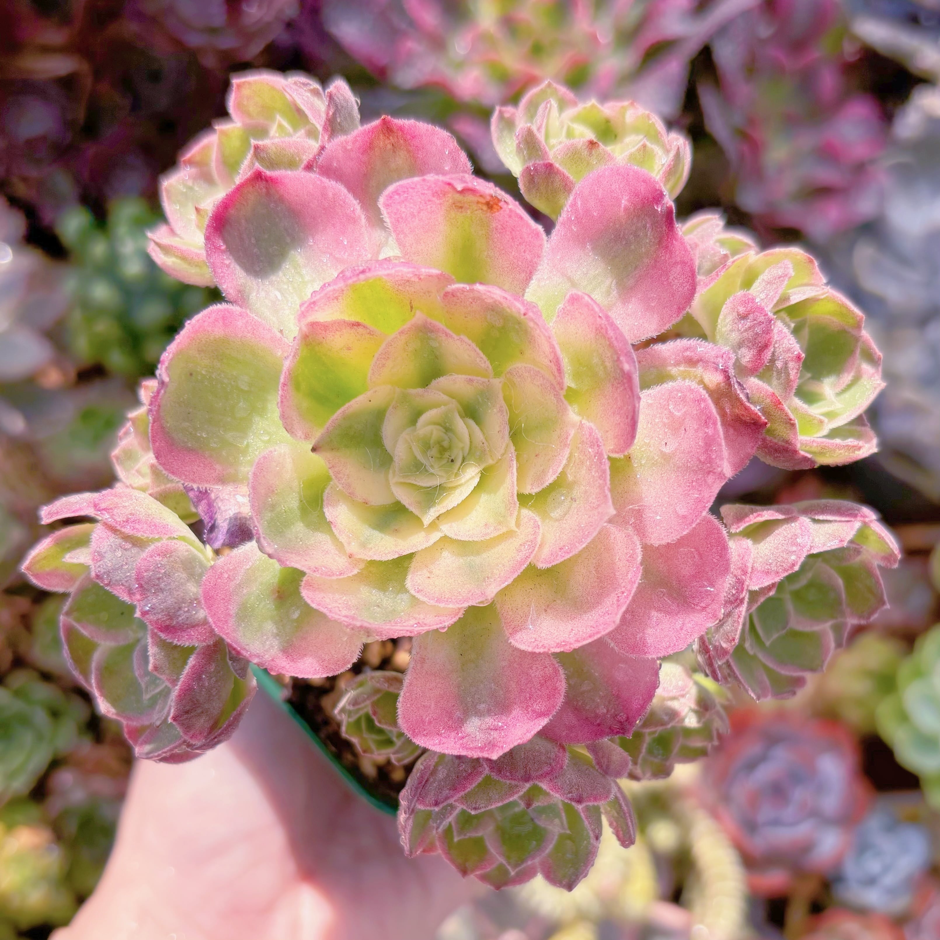 現品　玉姿#887　群生　るる農園