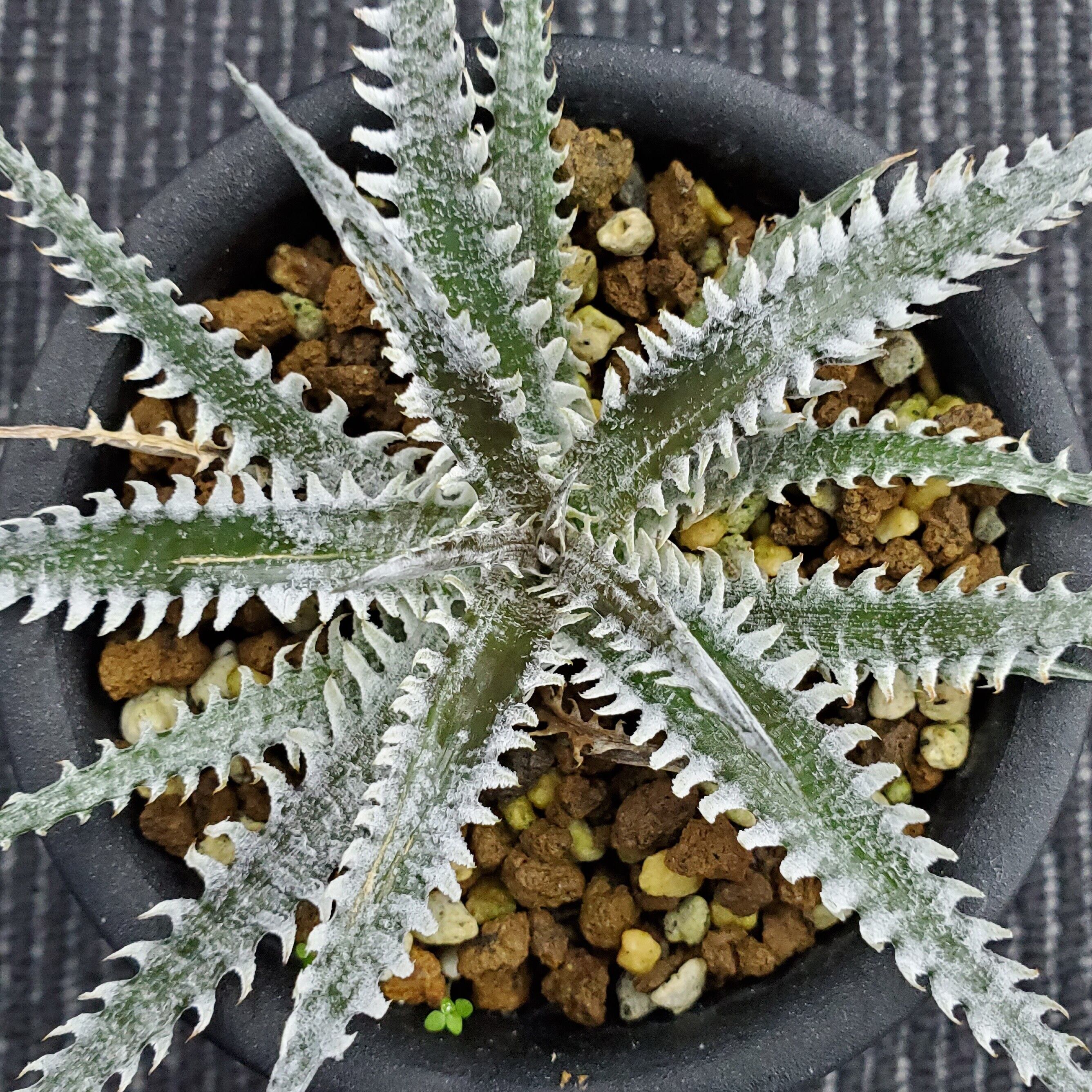 a0310_Dyckia 'Stealth Assassin'：ディッキア・ステルスアサシン