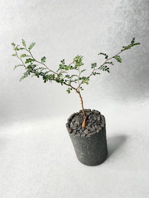 オペルクリカリア・パキプス