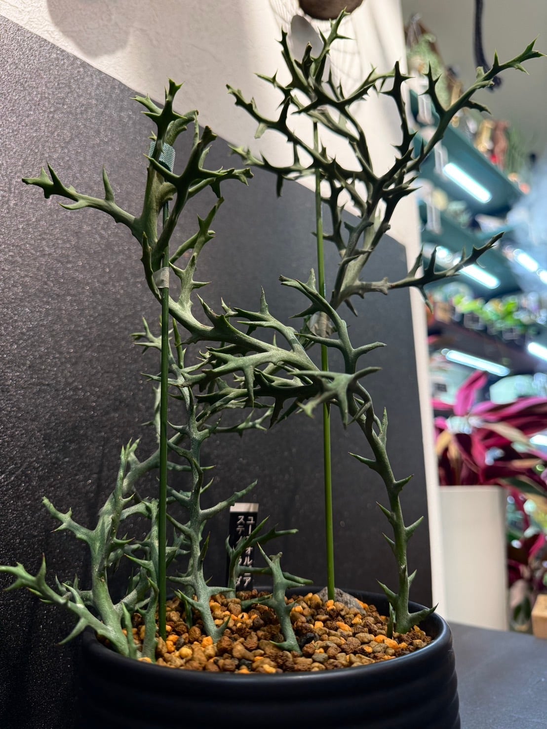ステノクラーダ ユーフォルビア ① 多肉植物 4号 かっこいい 鉢込み