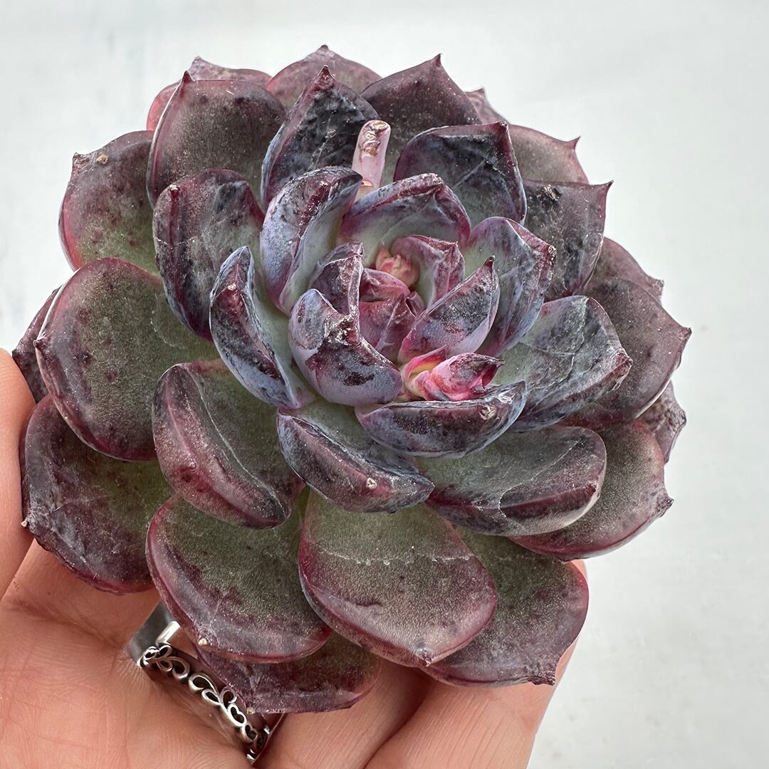 ペルセウス 多肉植物 韓国苗 | REONA Succulents