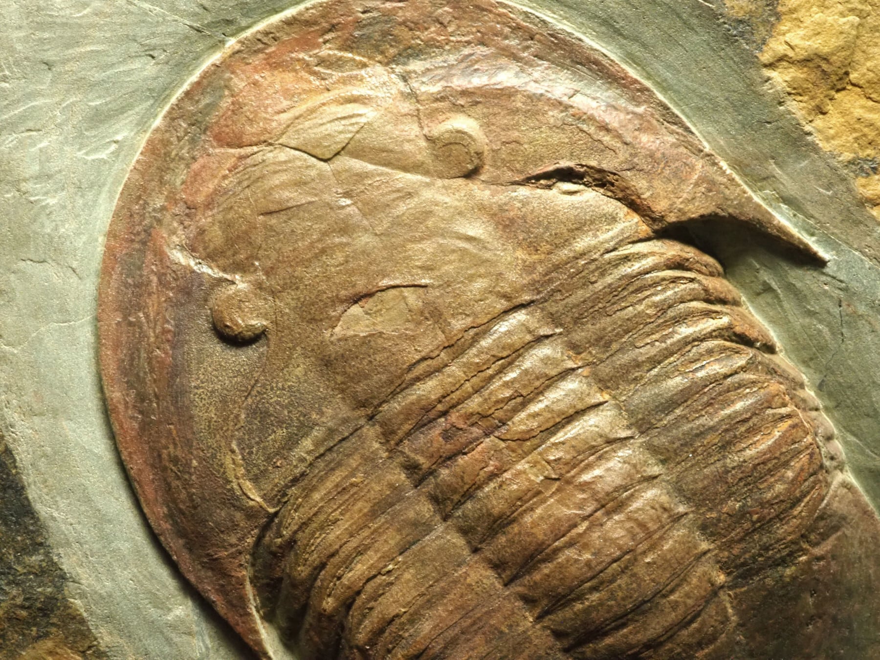 巨大アサフス&希少セレノペルティス！三葉虫【Selenopeltis sp. +