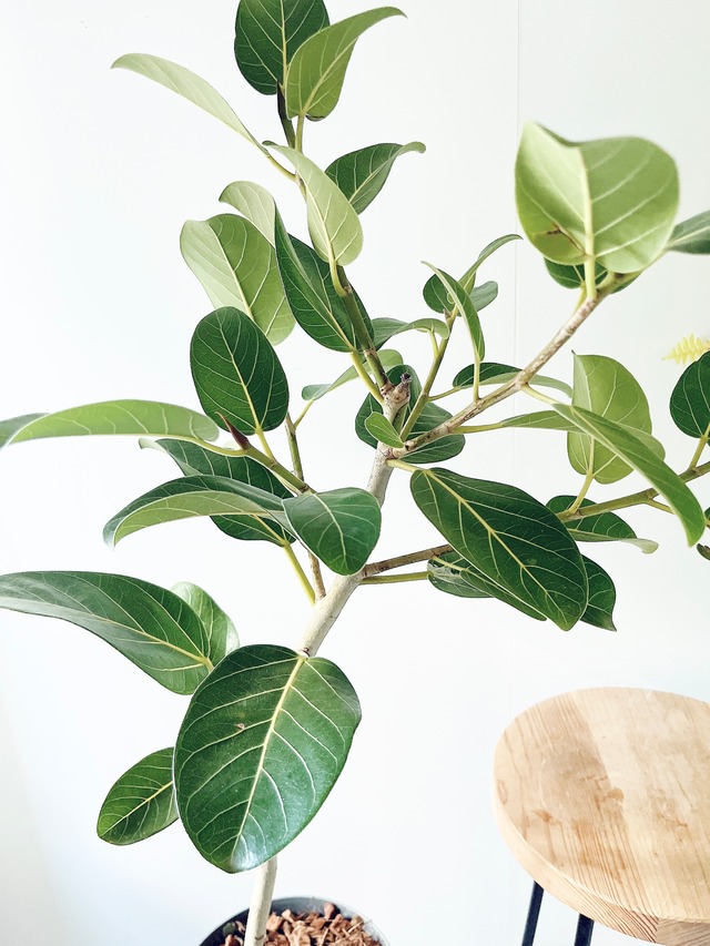 《現品発送》フィカス ベンガレンシス 曲がり アートストーンポット仕立て3g