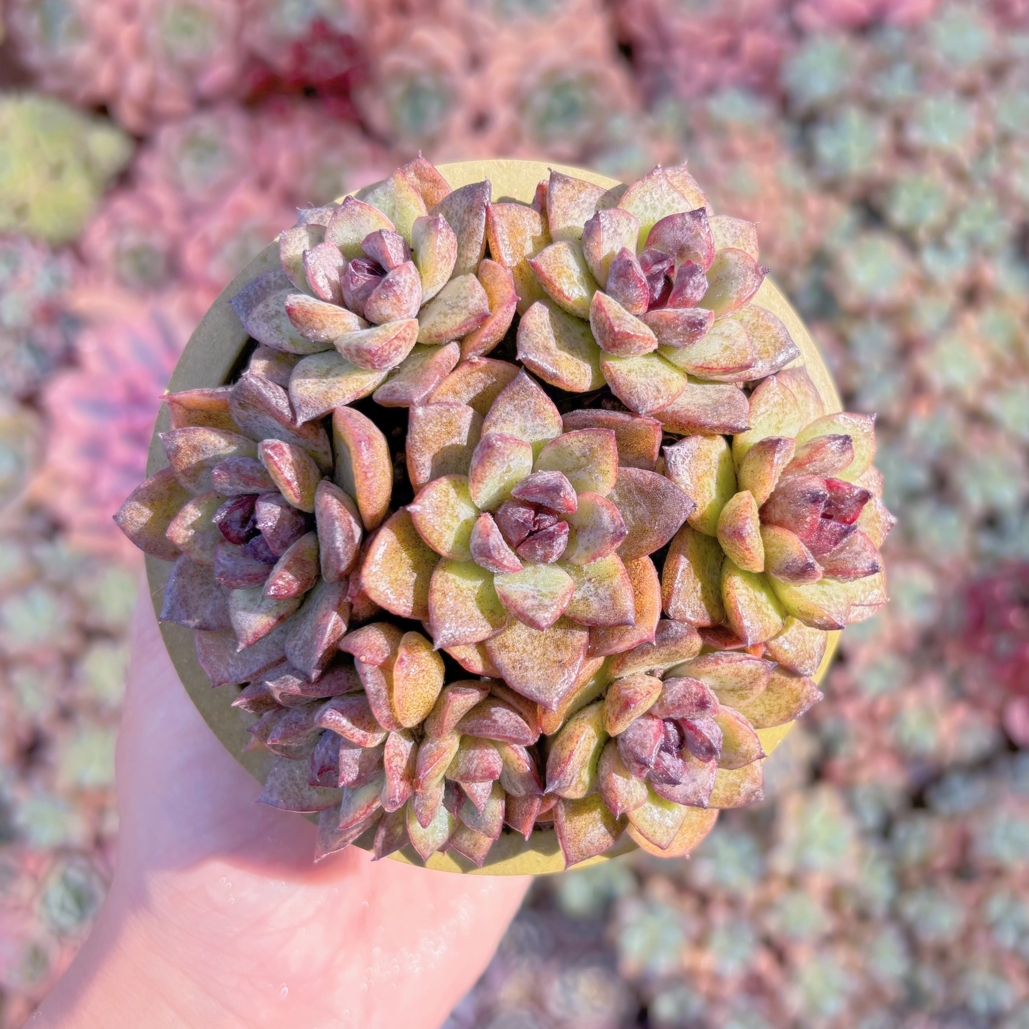 多肉植物　黒水晶(7苗)　新入荷　るる農園