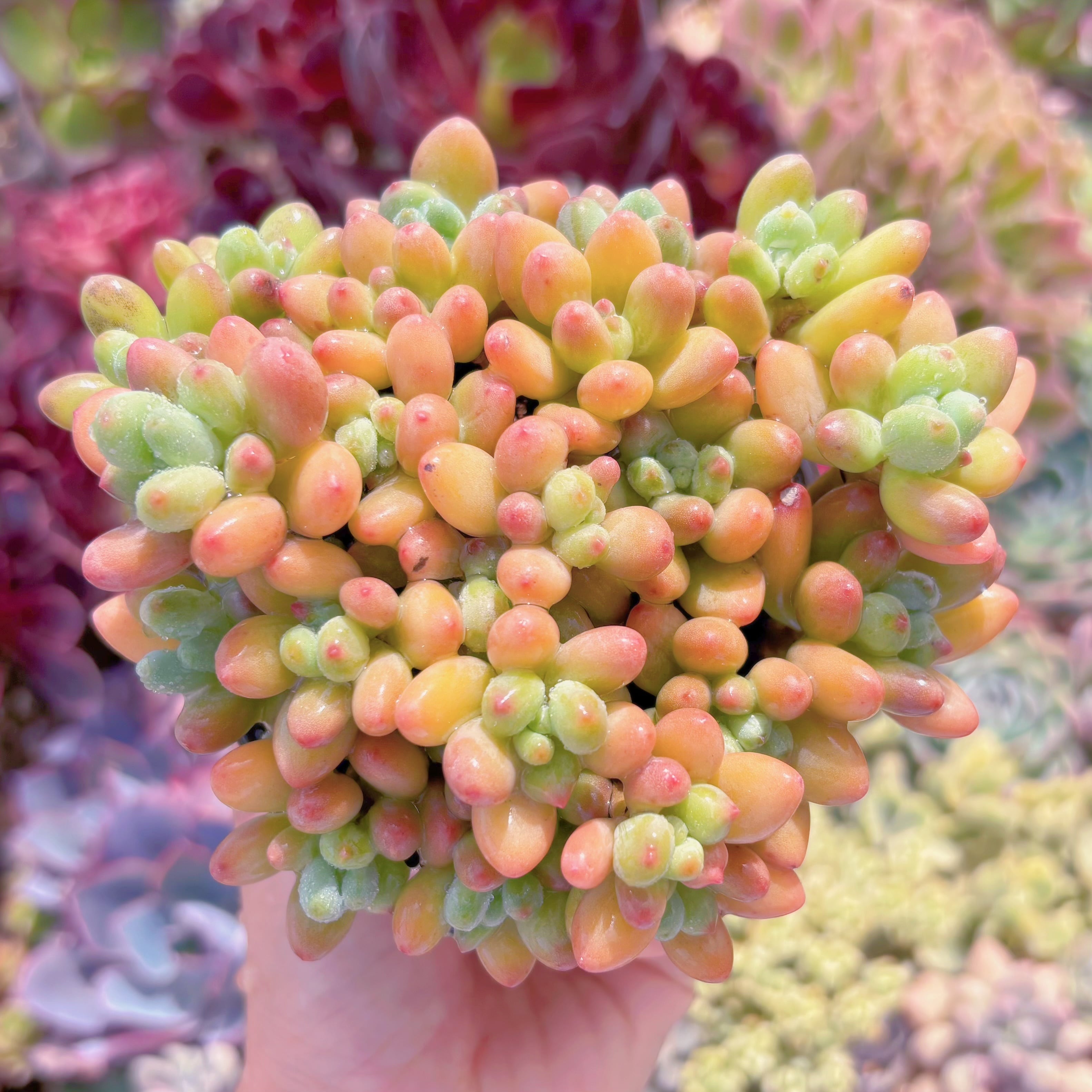 現品　アップルチーズ美人#879　るる農園