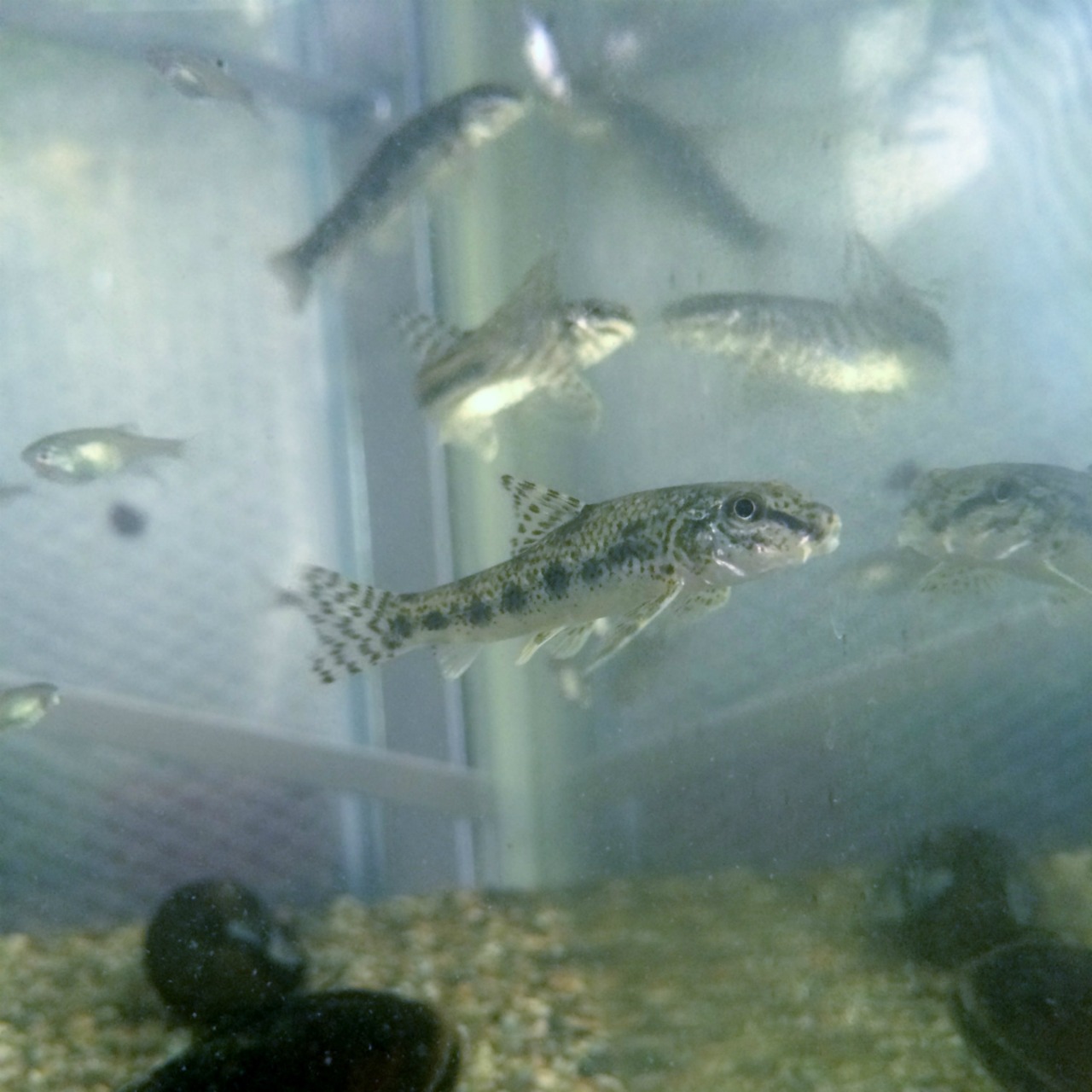 （淡水魚）ツチフキ（1匹）【生体】