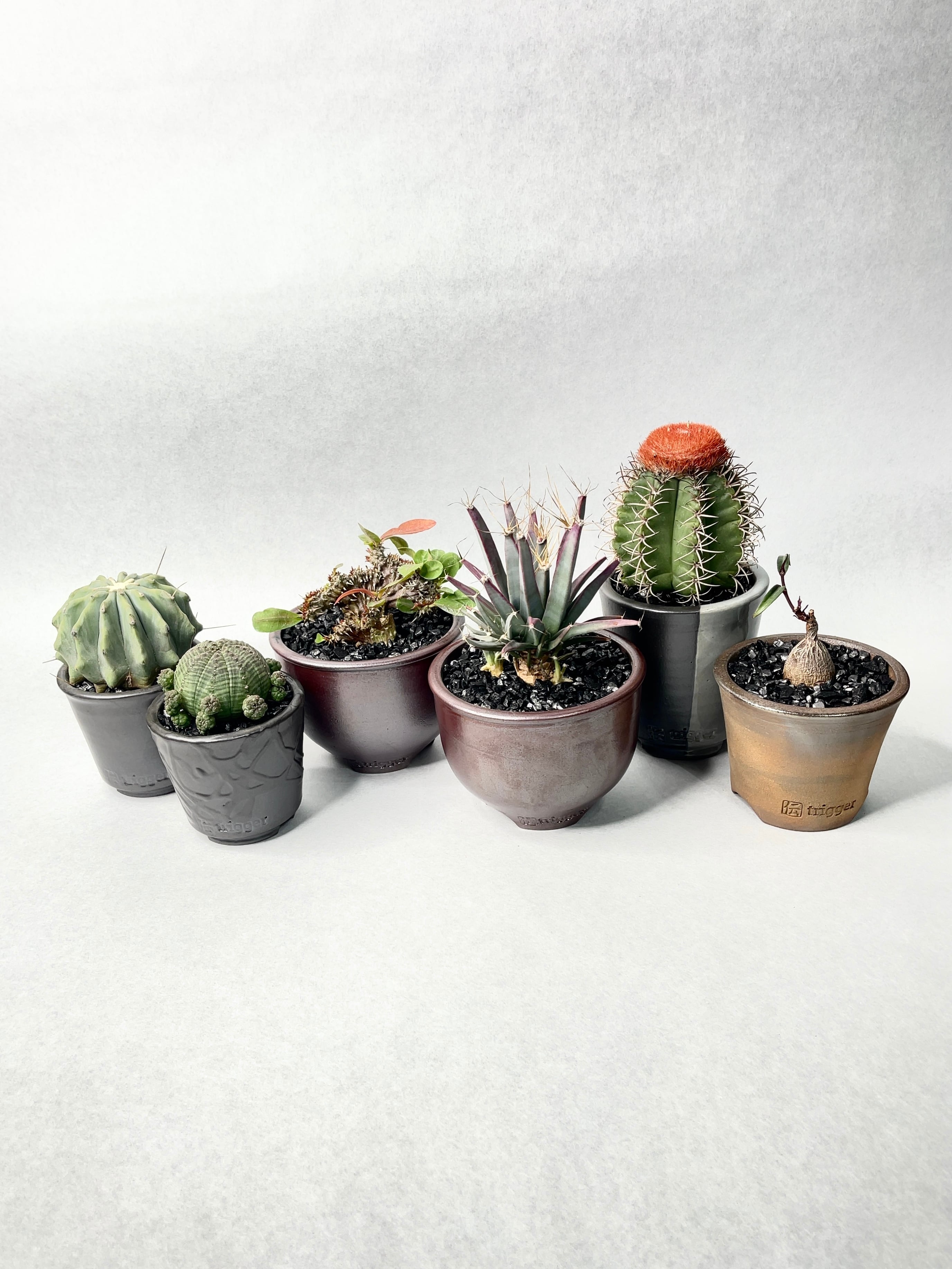 フェロカクタス・刺無王冠竜 | trigger