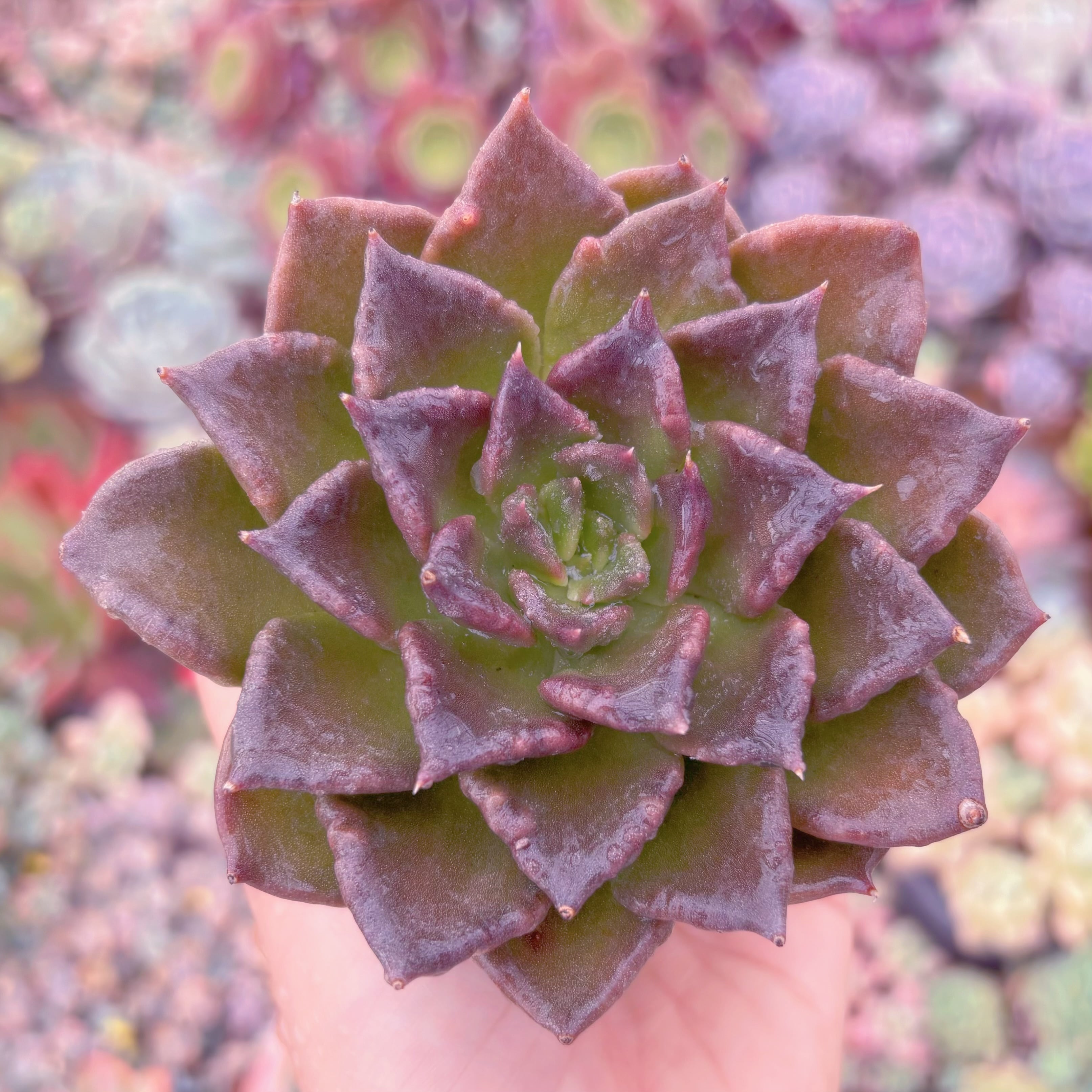 現品　ブラックマディバ#C20　るる農園