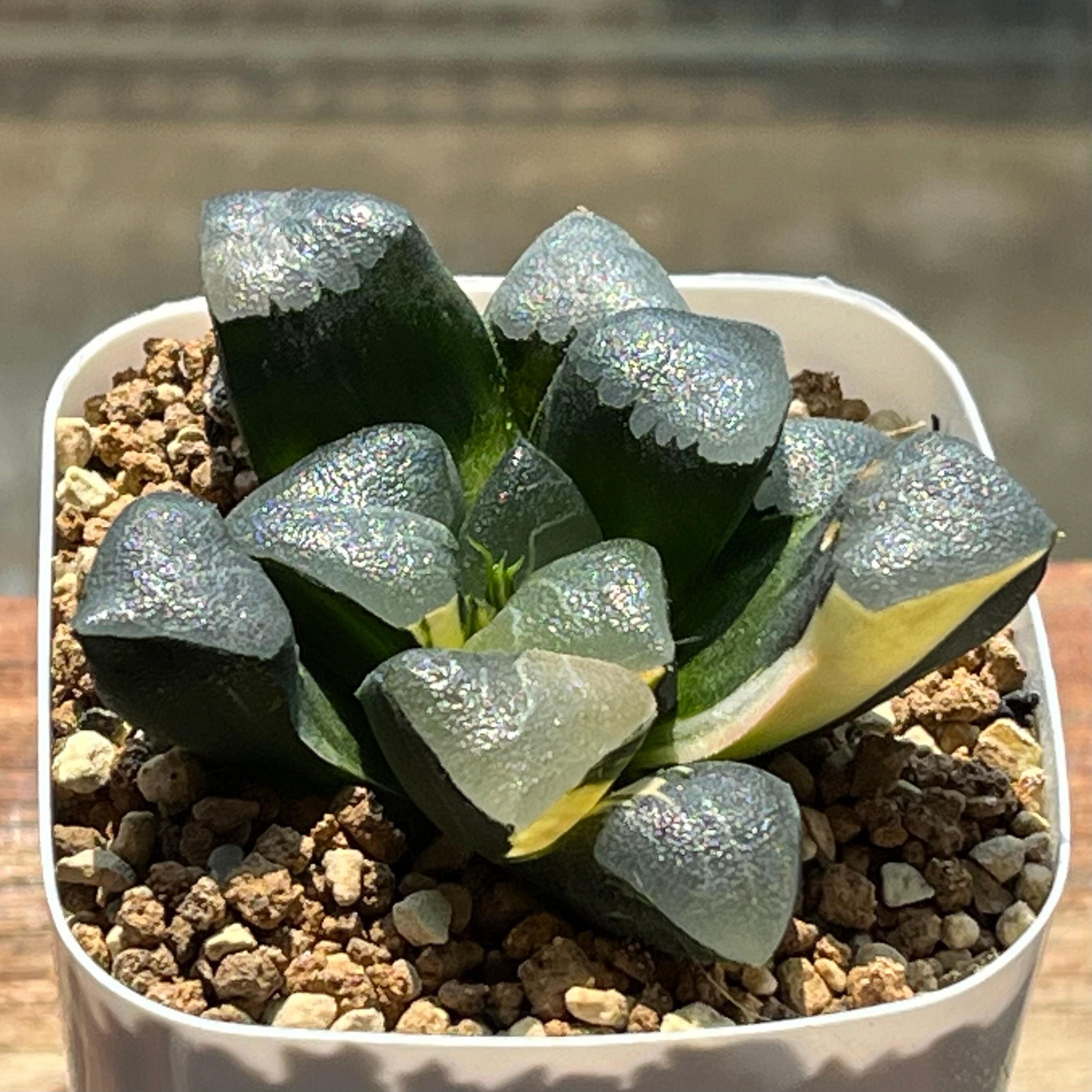 40c 多肉植物　ハオルチア　火焔山コレクタ錦　自家繁殖　鉢植え発送 ハオルチア コレクタ錦 火焔山 | mocono_plants