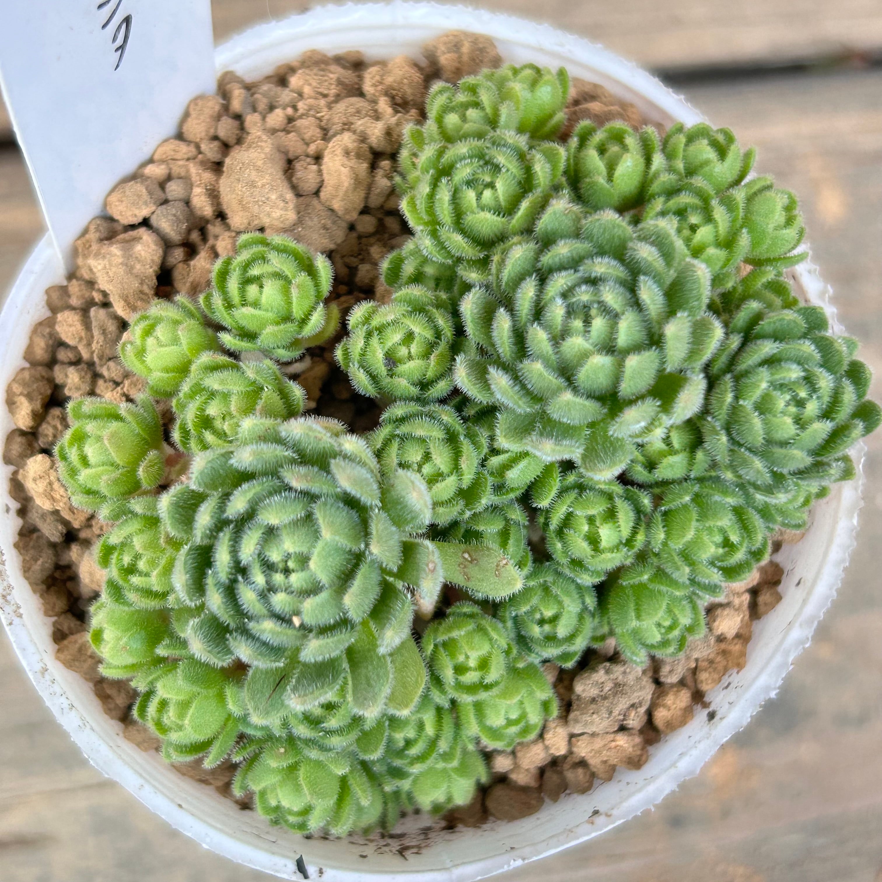 d0a20988cd7d2ae6e6ce25639dafe7