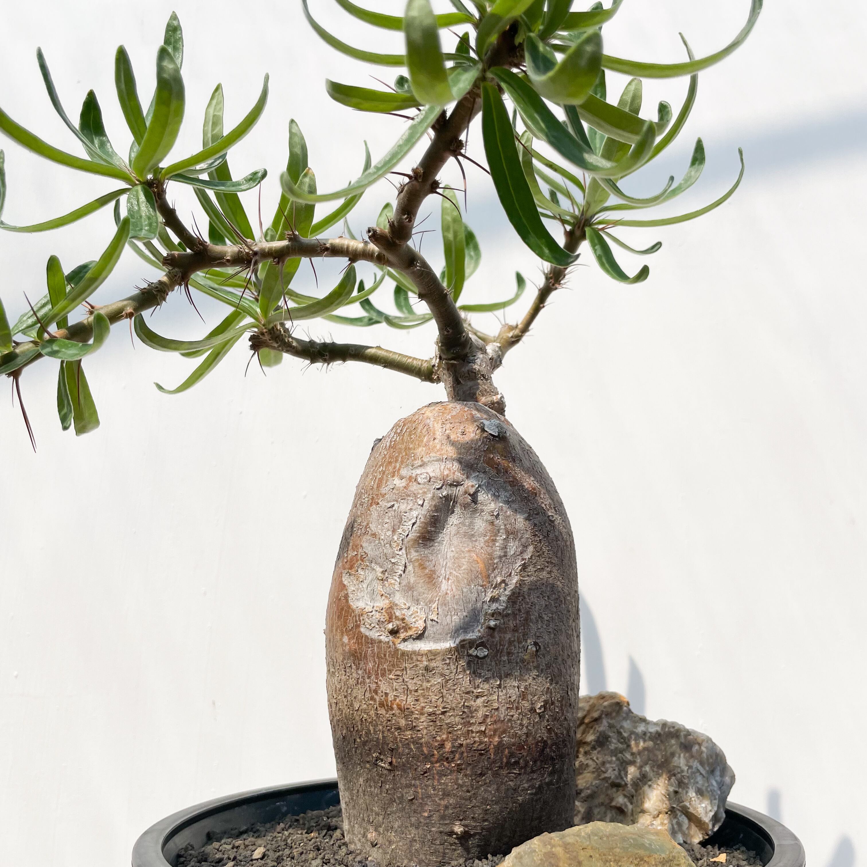 Pachypodium succulentum 【パキポディウム・サキュレンタム