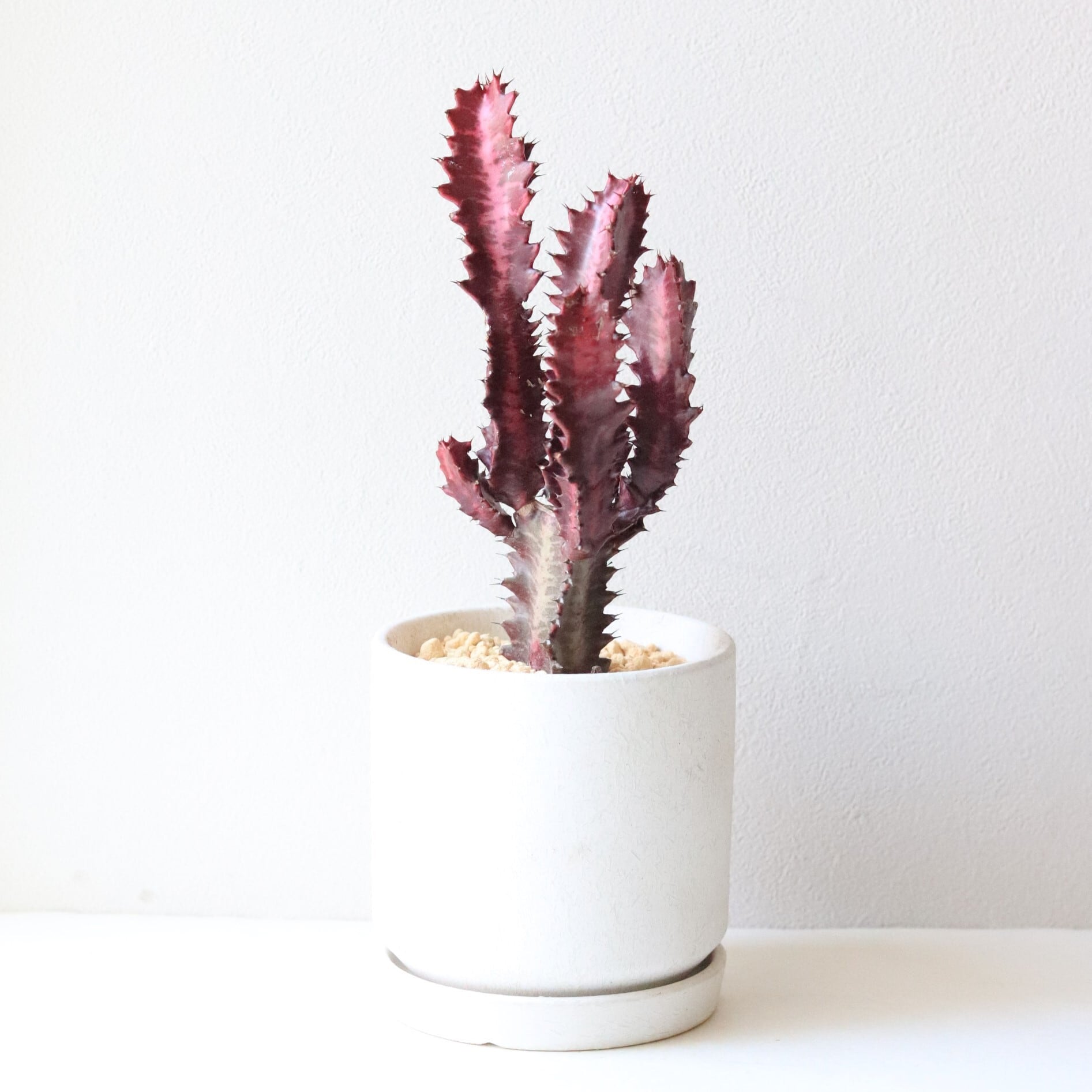 【グリーン】ユーフォルビア 紅彩雲閣