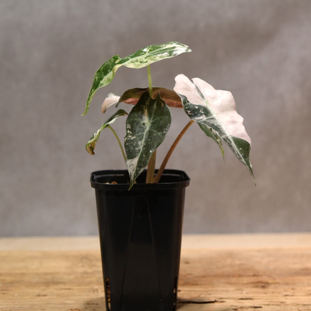 希少 アロカシア ネブラ アルボ 楽天市場】【お試し】 アロカシア ネブラ（エレーン） 黒色