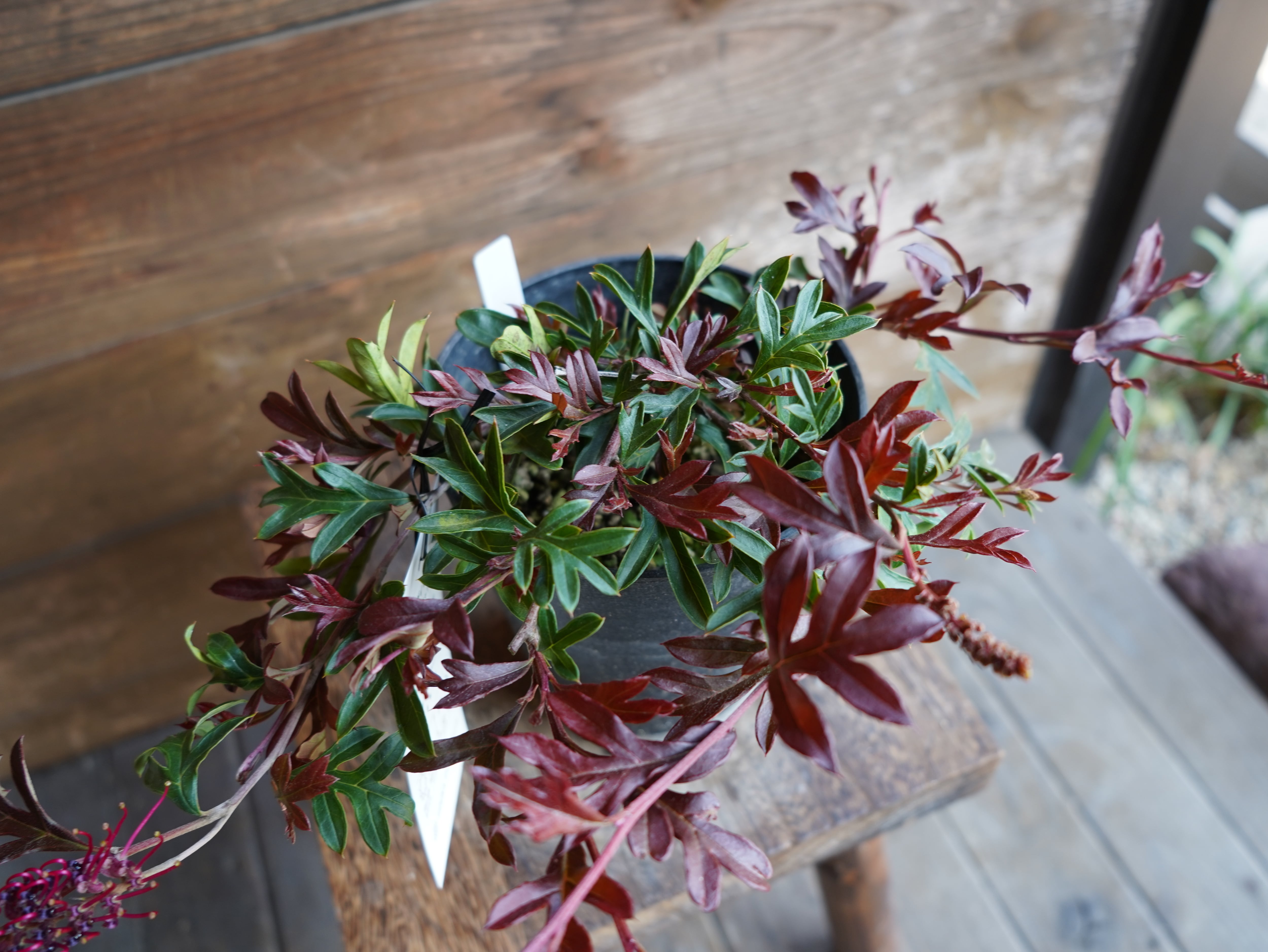 【現物】グレビレア　"ガウディチャウディ"　E