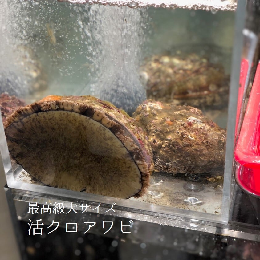 活 天然クロアワビ 黒アワビ 中サイズ 250-300g/1個 三陸・千葉・京都・北海道 他 【kuroawabi-300g クロアワビ250-300g】冷蔵