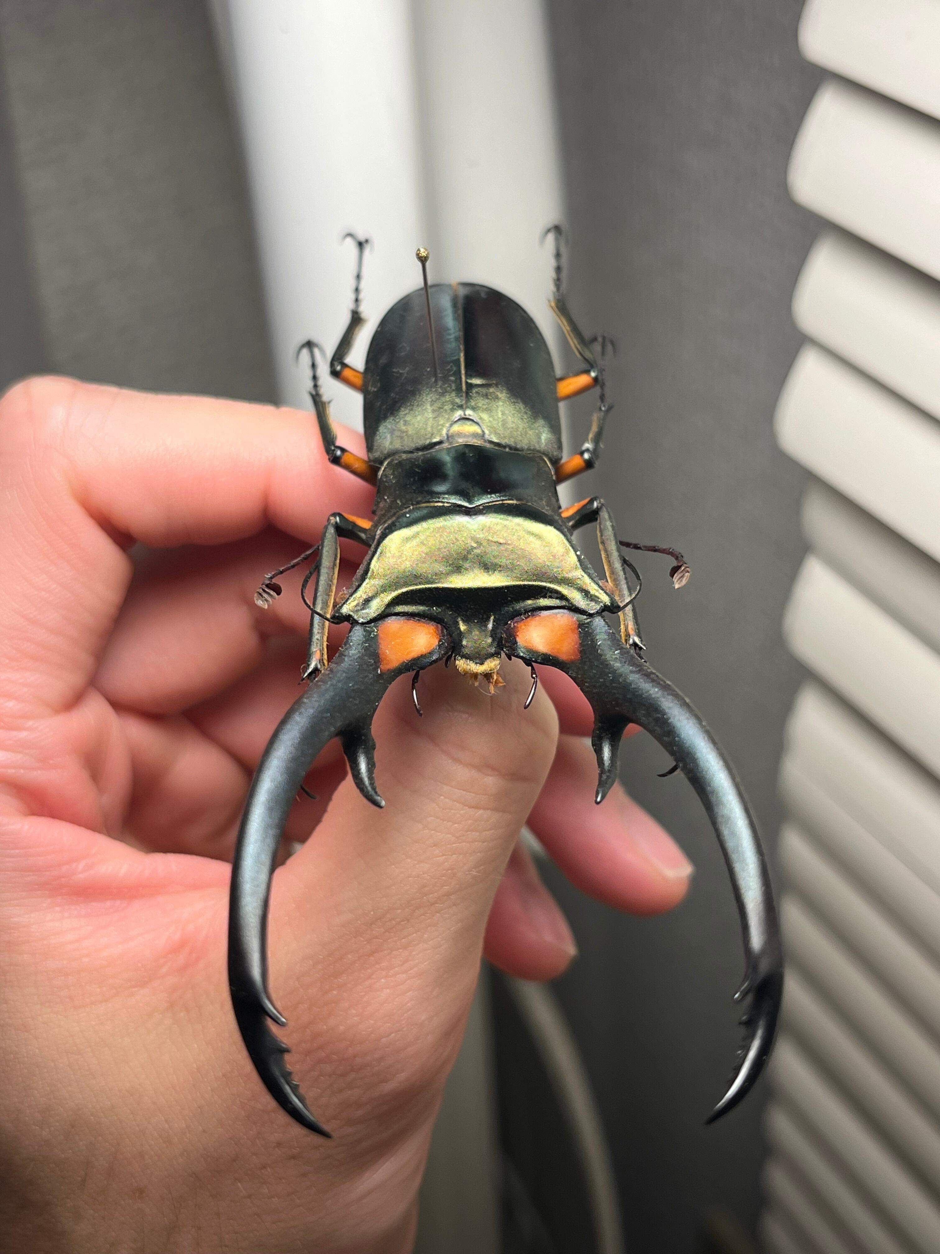 102mm】エラフスホソアカクワガタ Cyclommatus elaphus 紅鹿細身赤鍬形