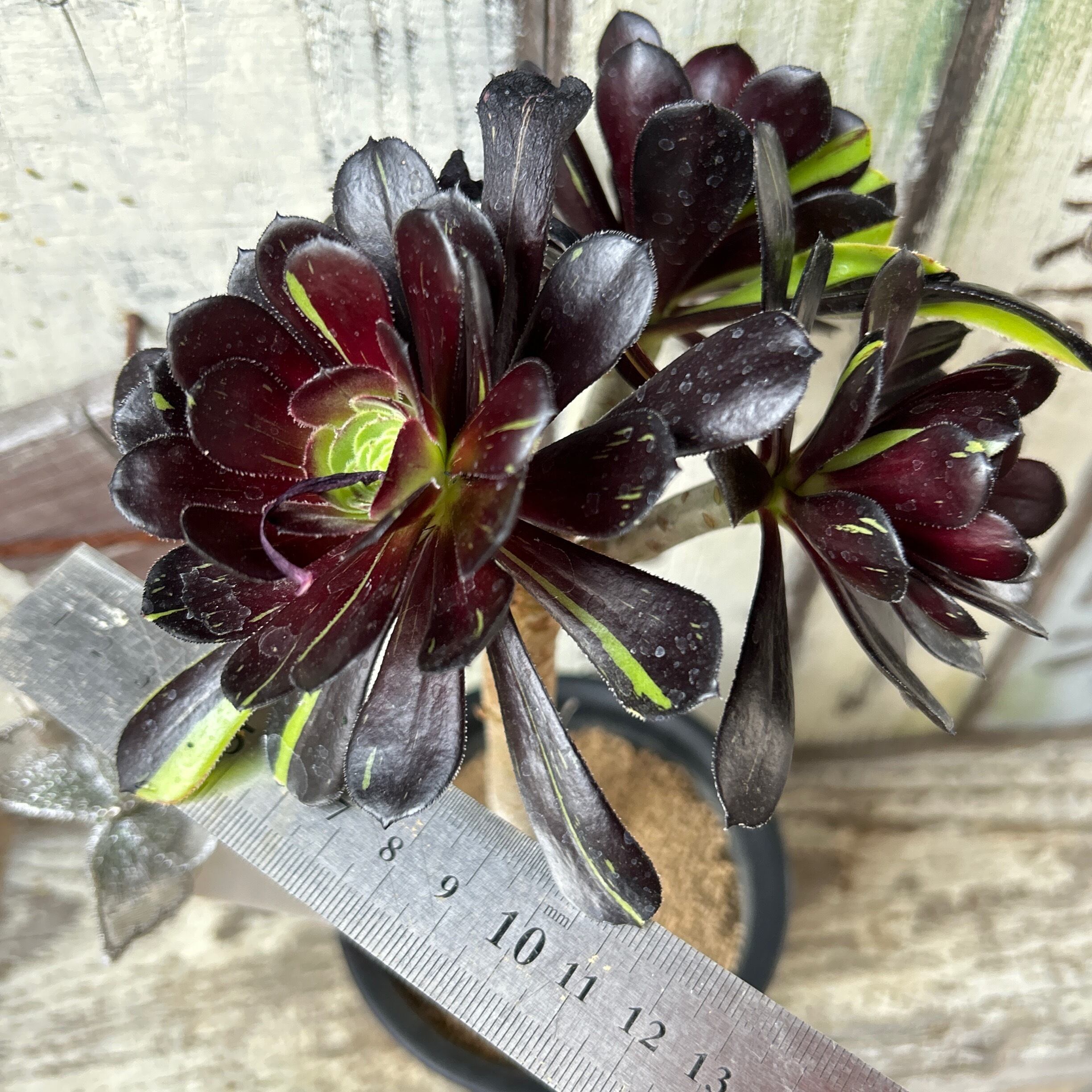 Q)ビッグバン(アエオニウム) | RuPo 多肉植物専門店