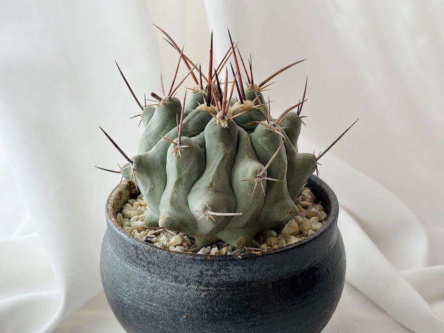 Thelocactus nidulans　テロカクタス　鶴巣丸 　サボテン