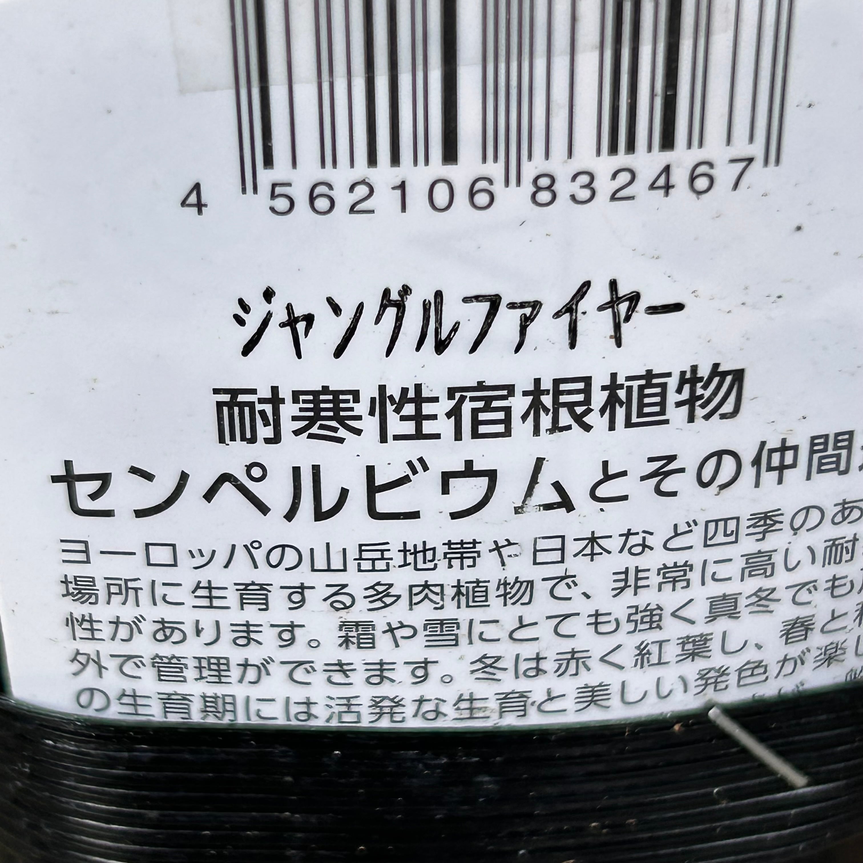 ジャングルファイヤー センペルビウム | RuPo 多肉植物専門店