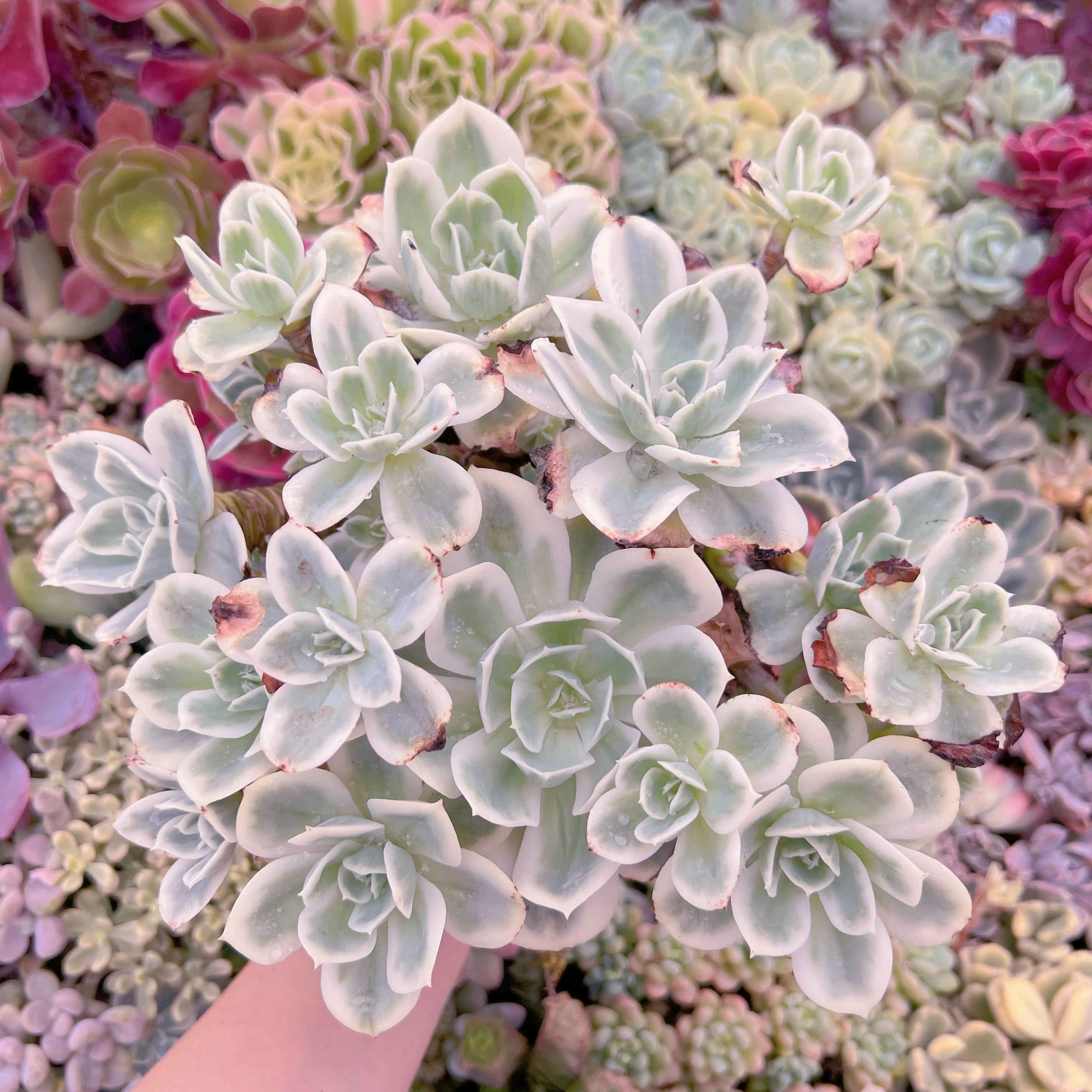 現品　レモンローズ錦#F045　るる農園