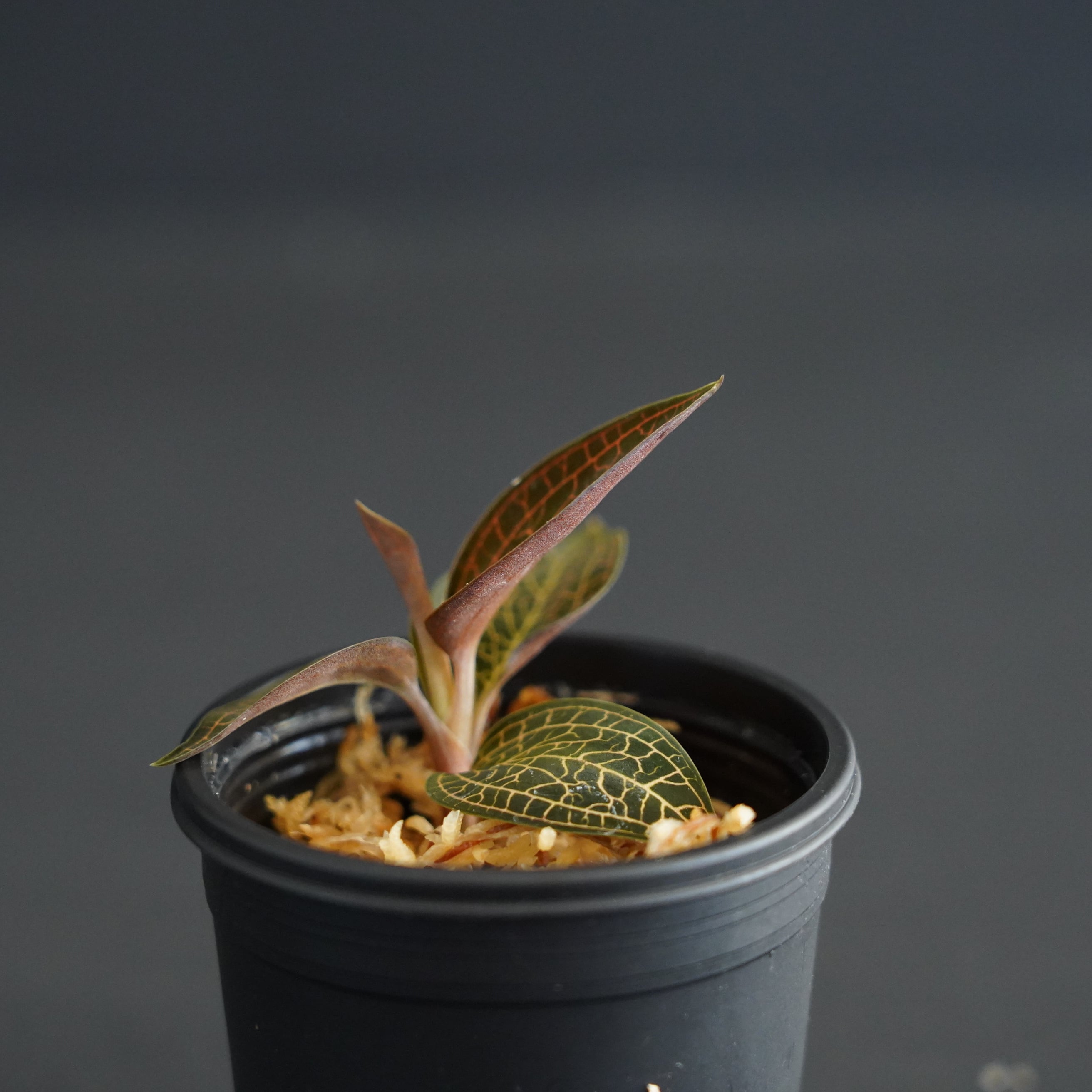 ◇現品◇ルドキルス Ludochilus【ジュエルオーキッド宝石蘭／石崎